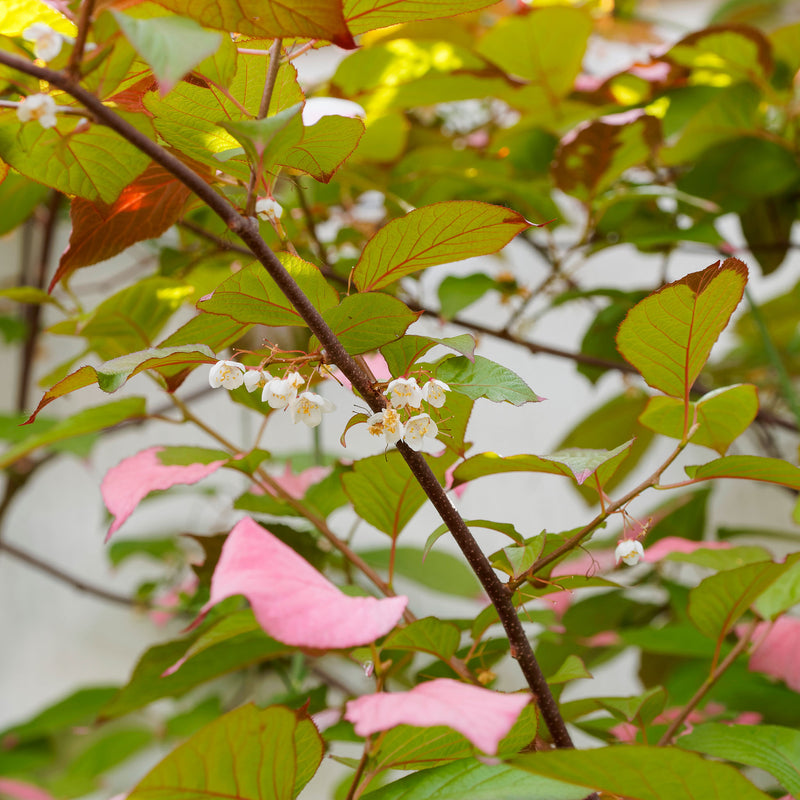 Sibirische Kiwi 'Adam'