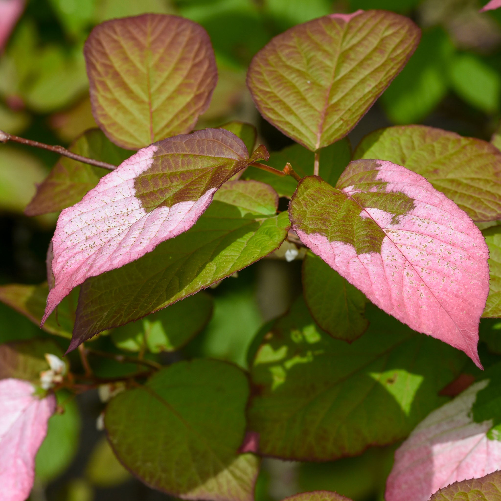Sibirische Kiwi 'Adam'