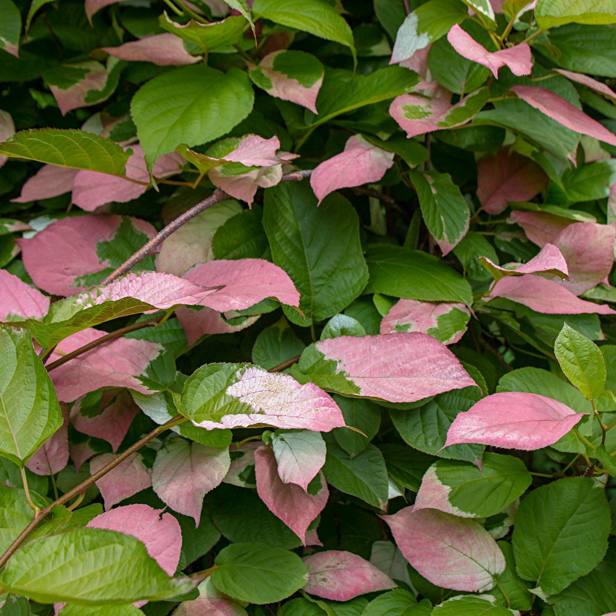 Sibirische Kiwi 'Adam'