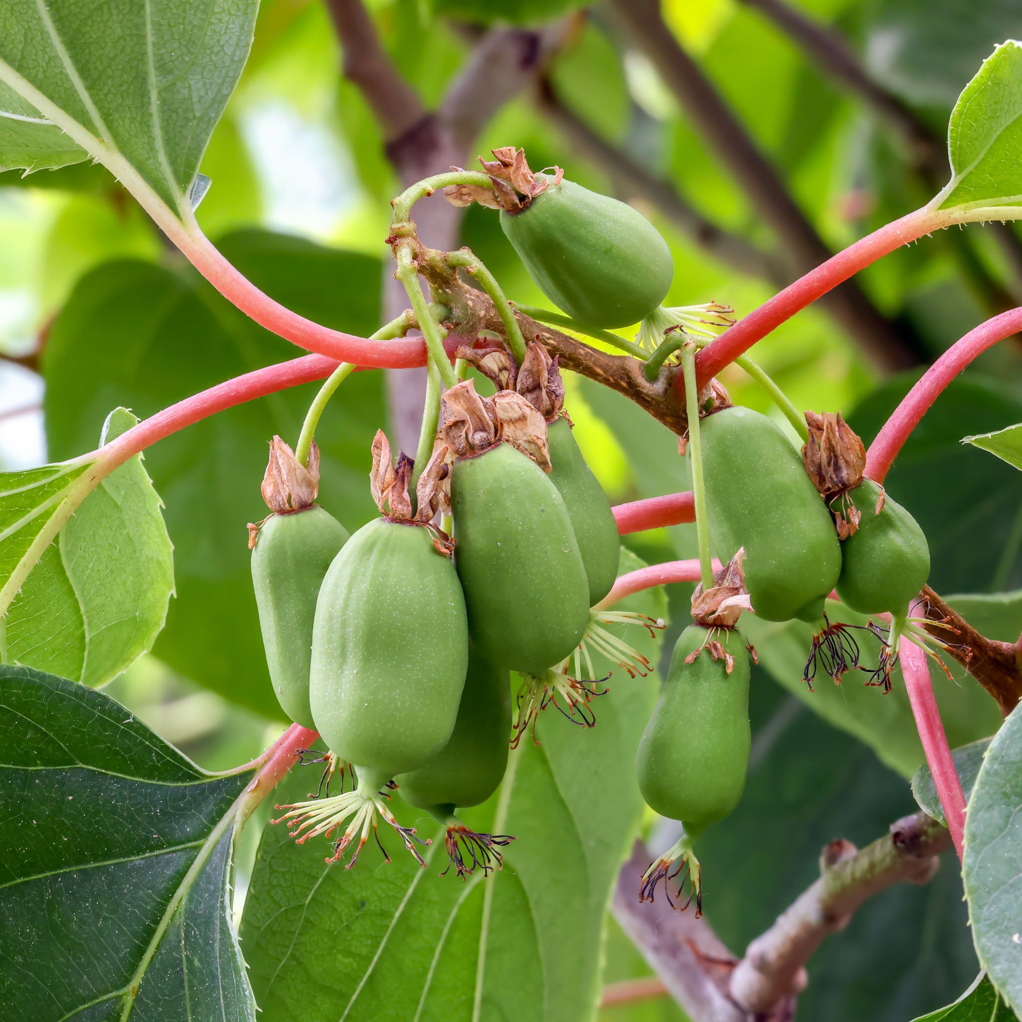 Sibirische Kiwi 'Dr Szymanowski'