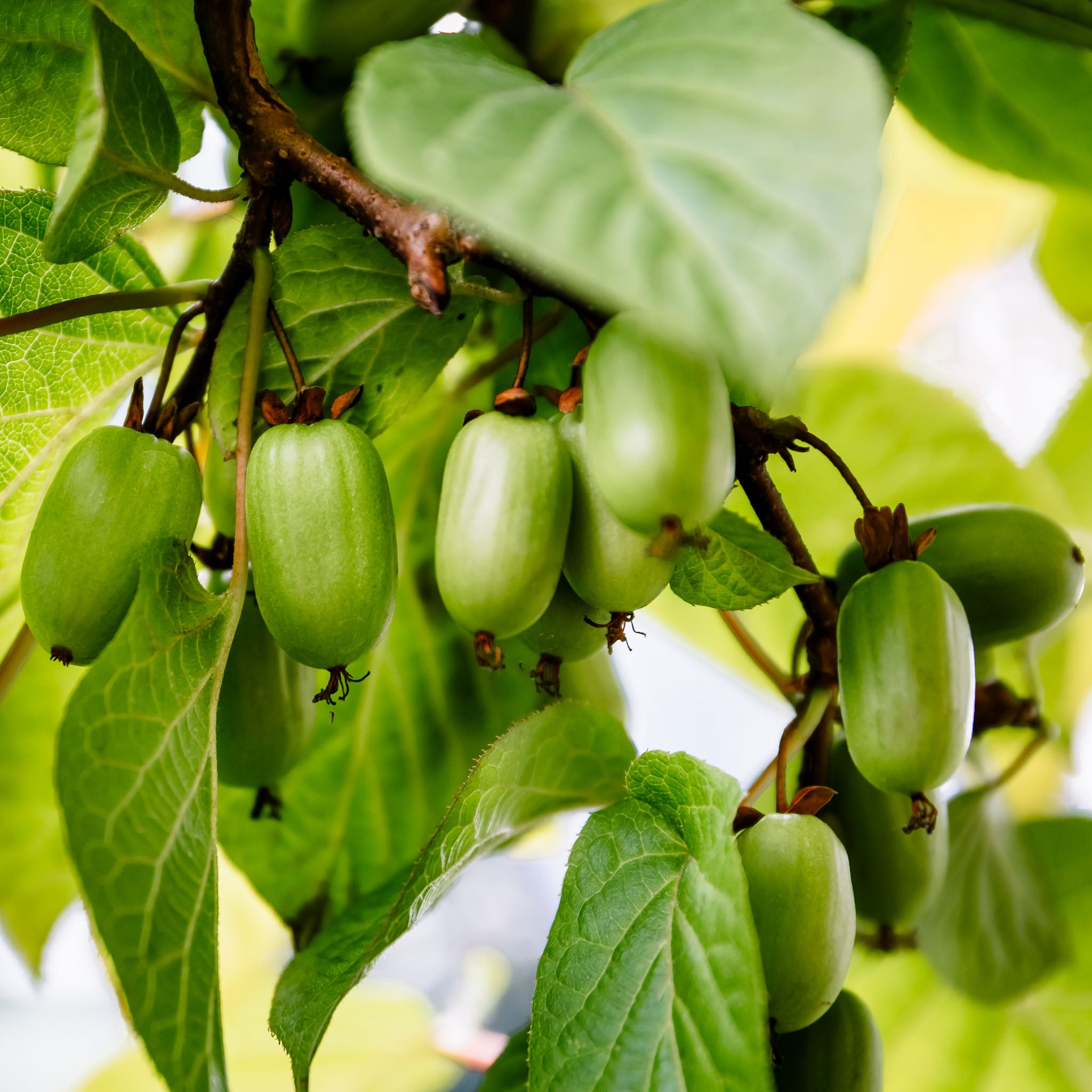 Sibirische Kiwi 'Sentyabrskaya'