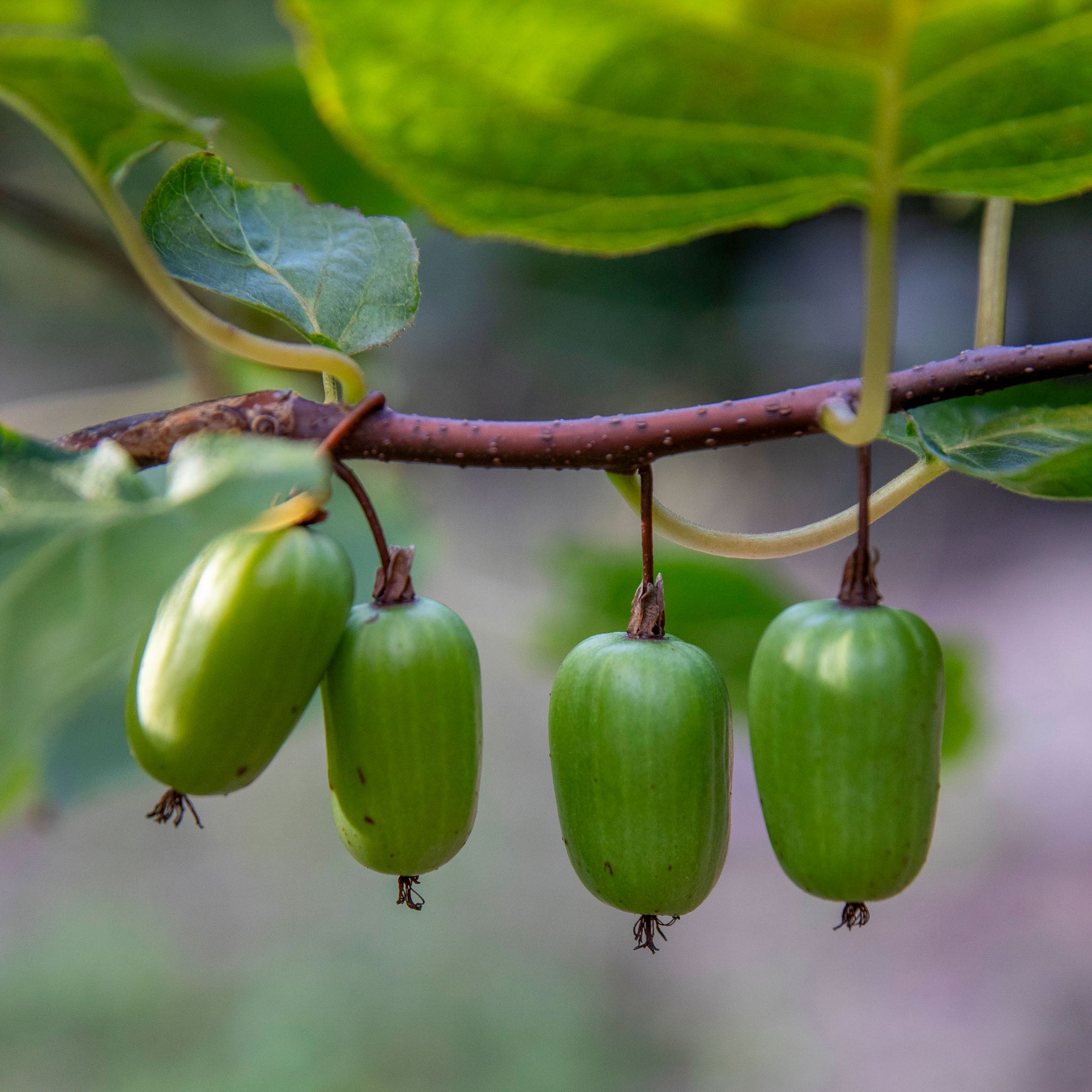 Sibirische Kiwi 'Vitakola'