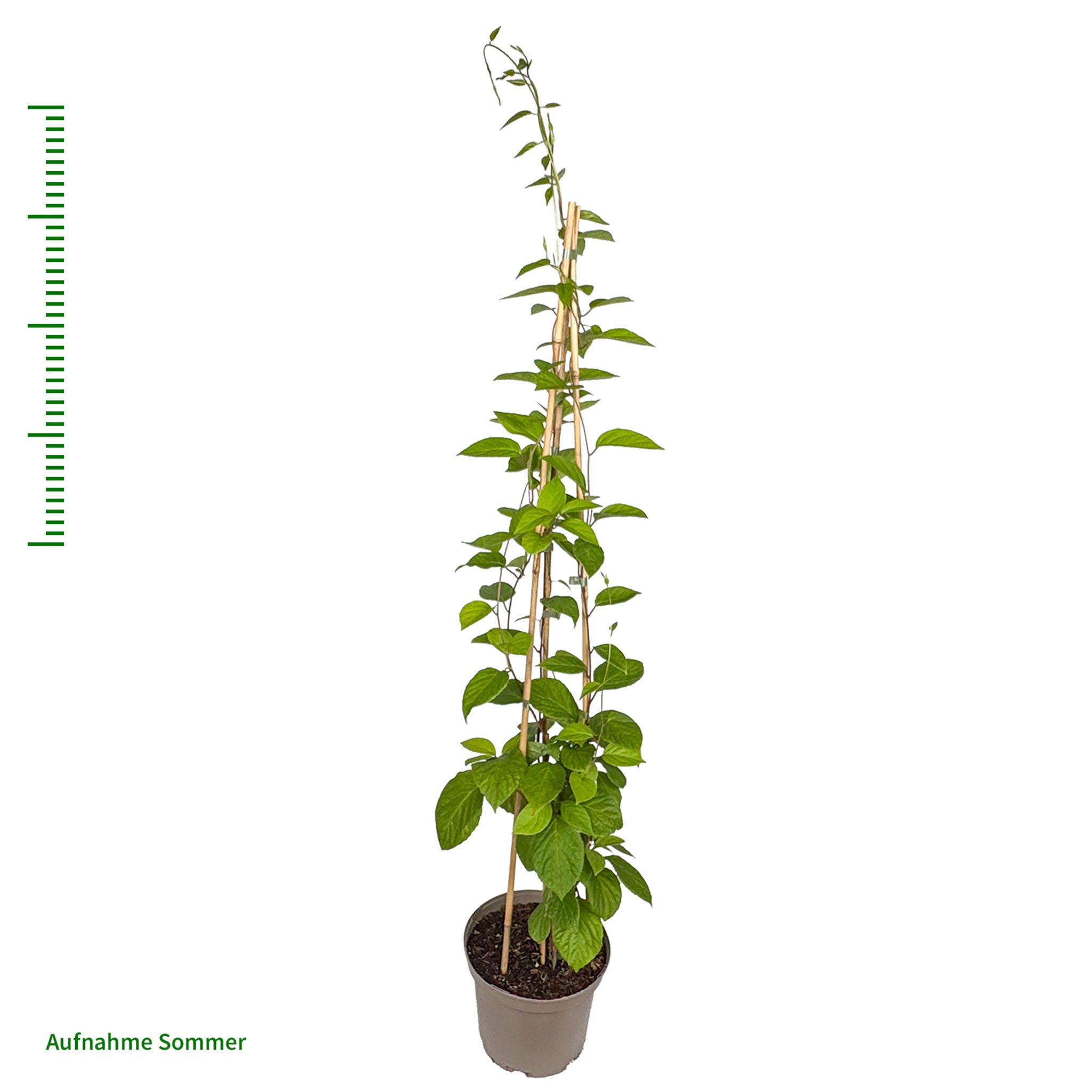 Sibirische Kiwi 'Adam'