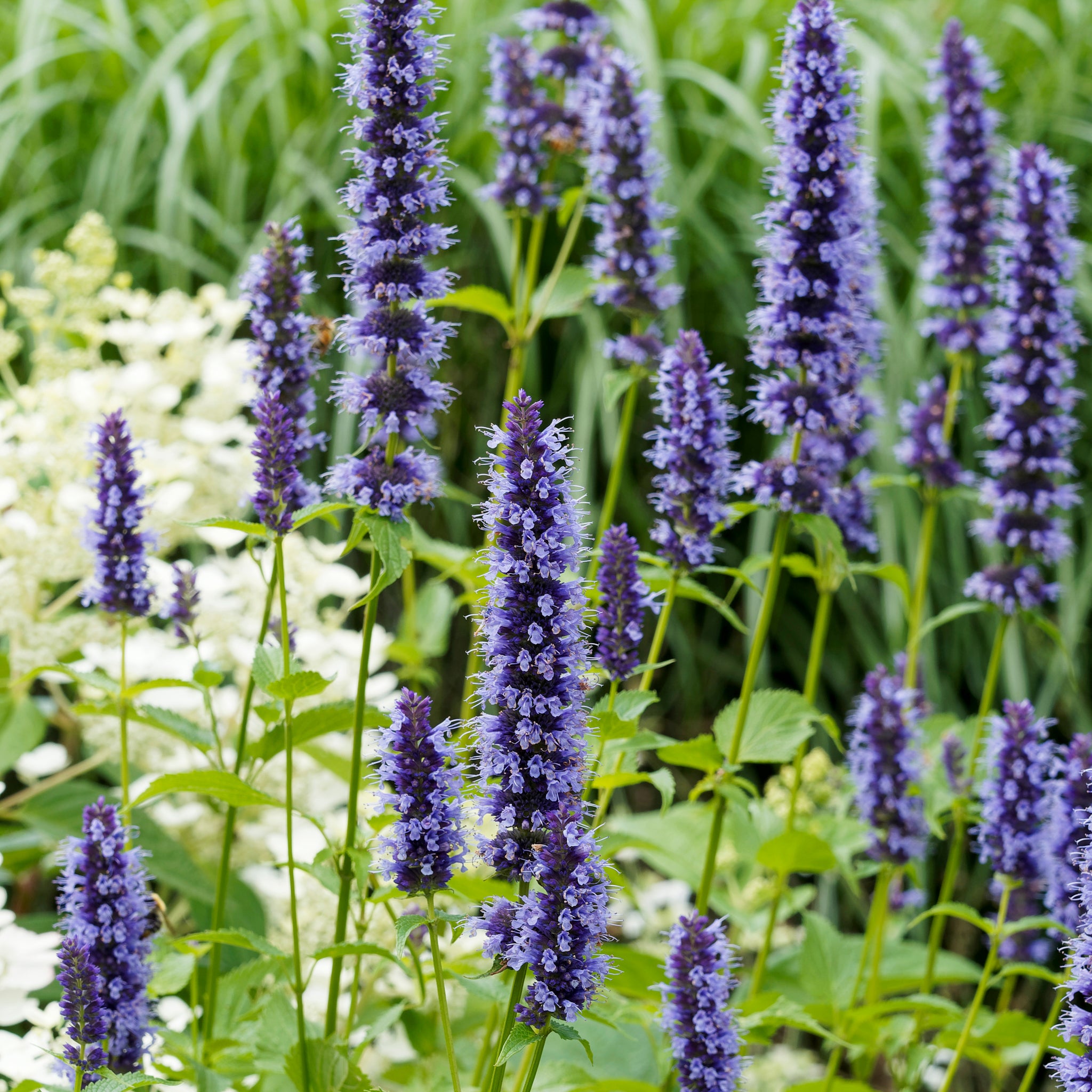 Anis-Duftnessel 'Blue Fortune'