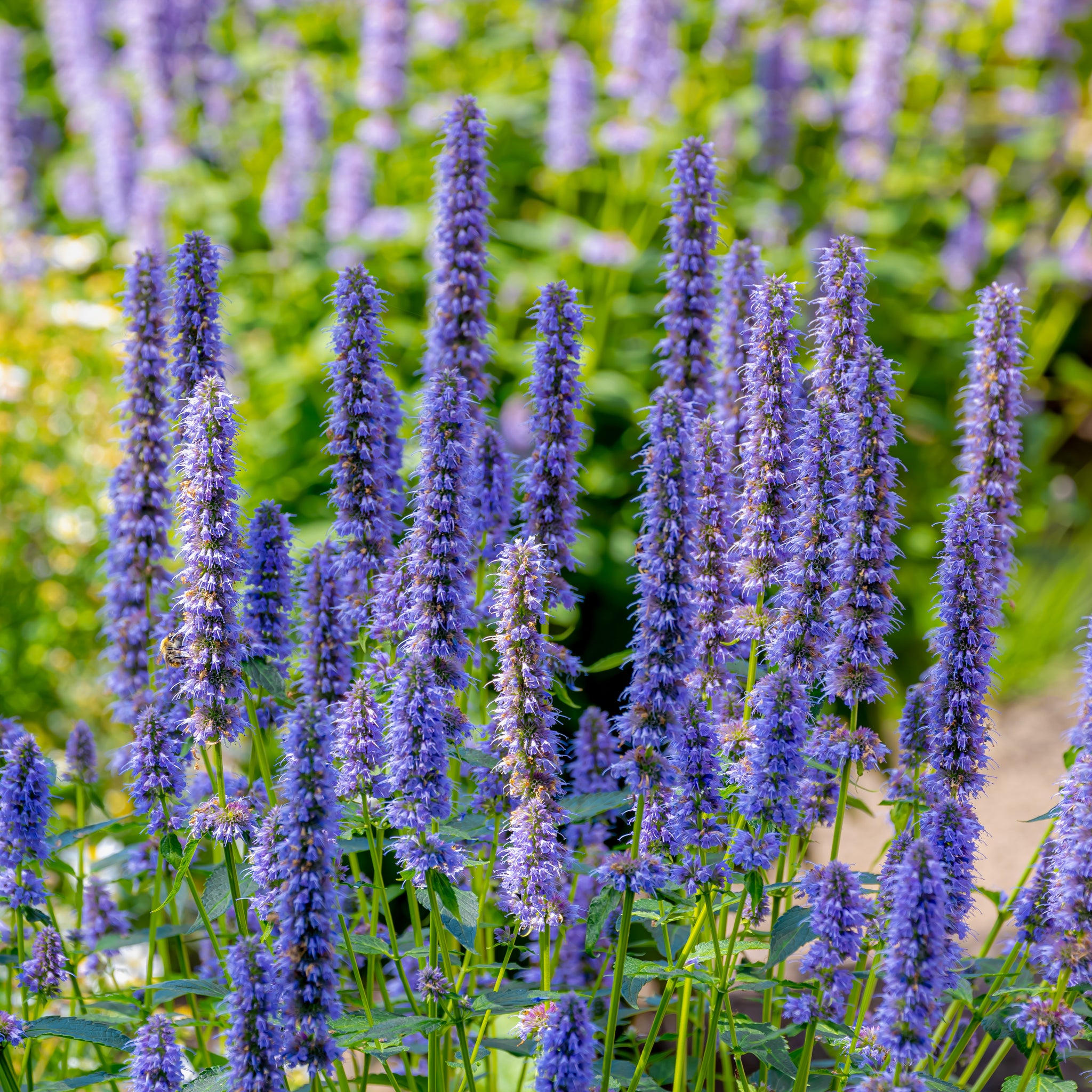 Anis-Duftnessel 'Blue Fortune'