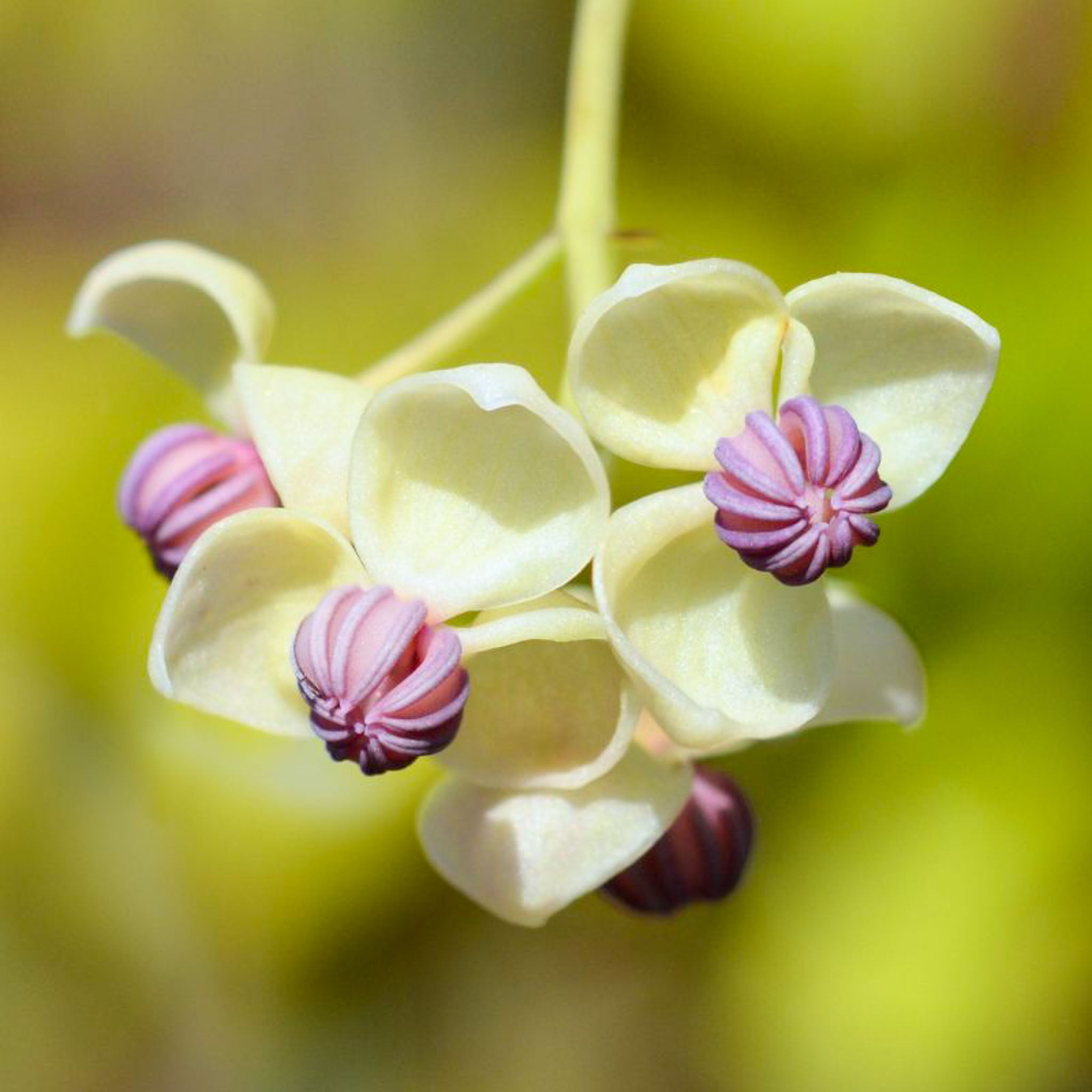 Schokoladenwein 'Cream Form'