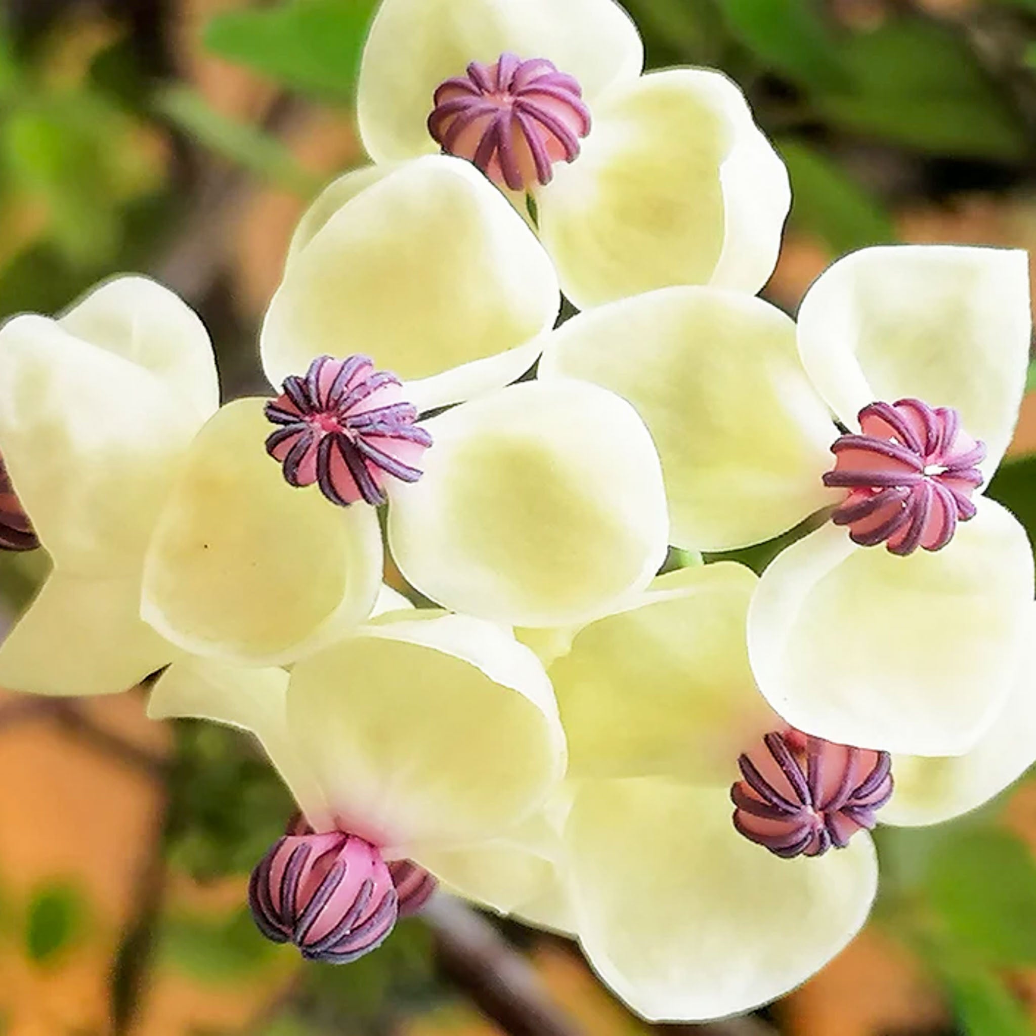 Schokoladenwein 'Cream Form'