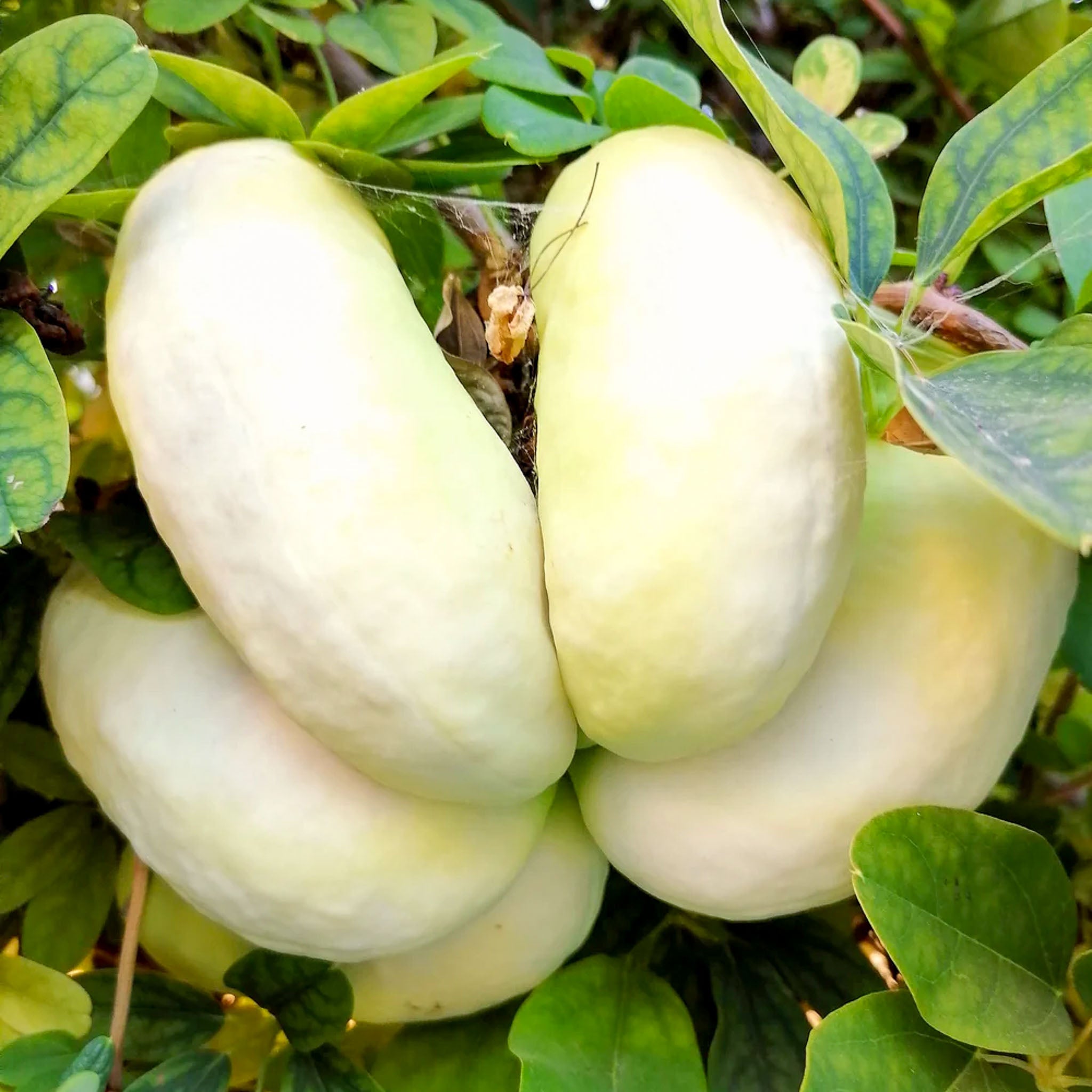 Schokoladenwein 'Cream Form'