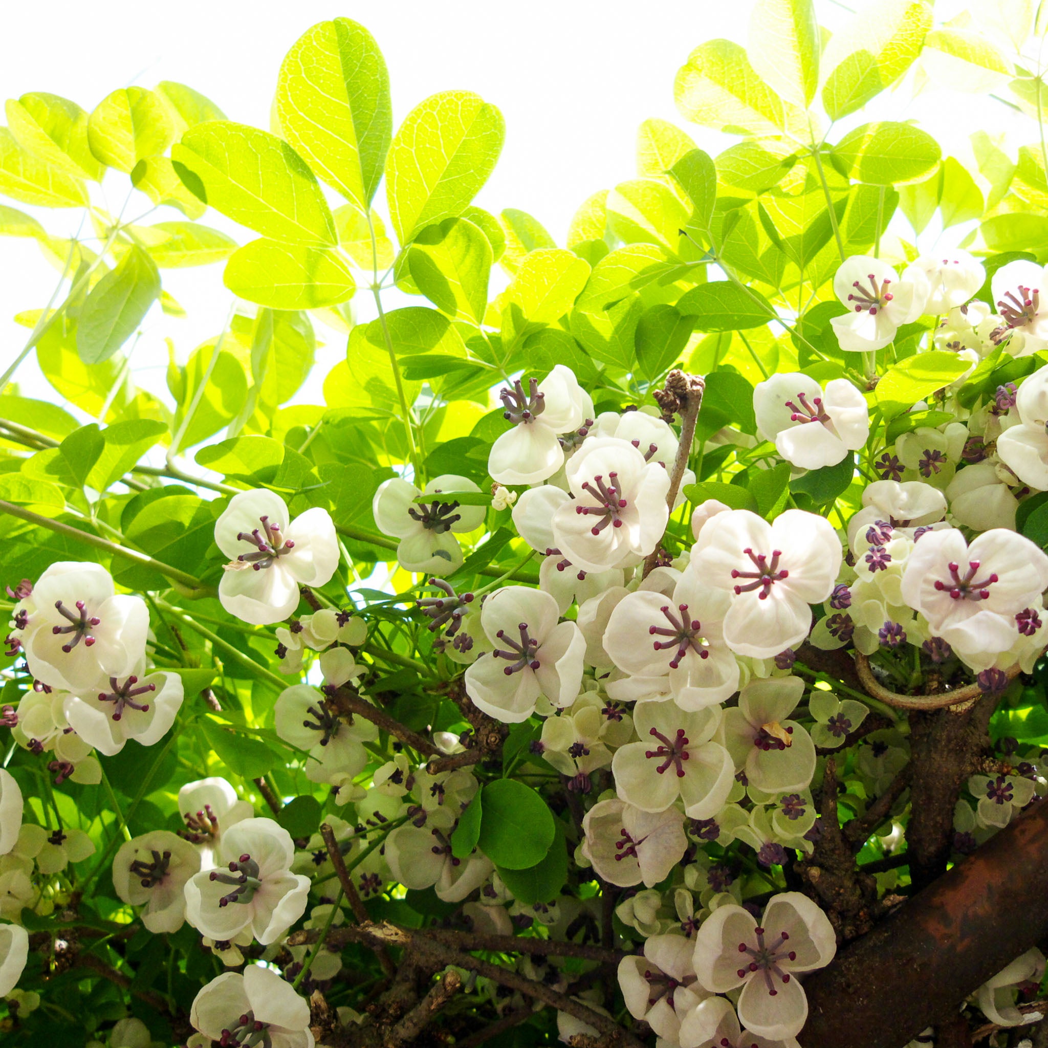 Schokoladenwein 'Silver Bells'