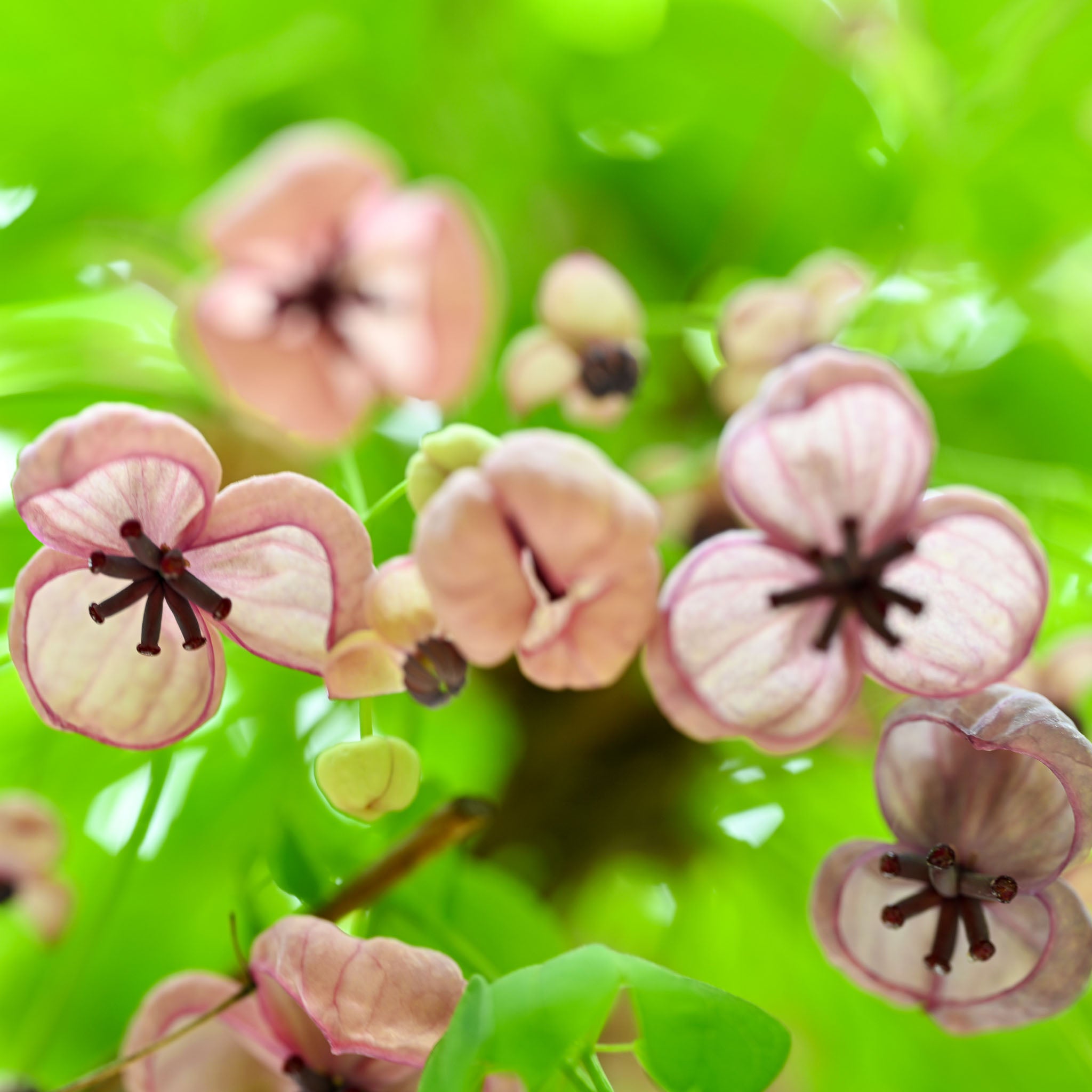 Schokoladenwein 'Silver Bells'
