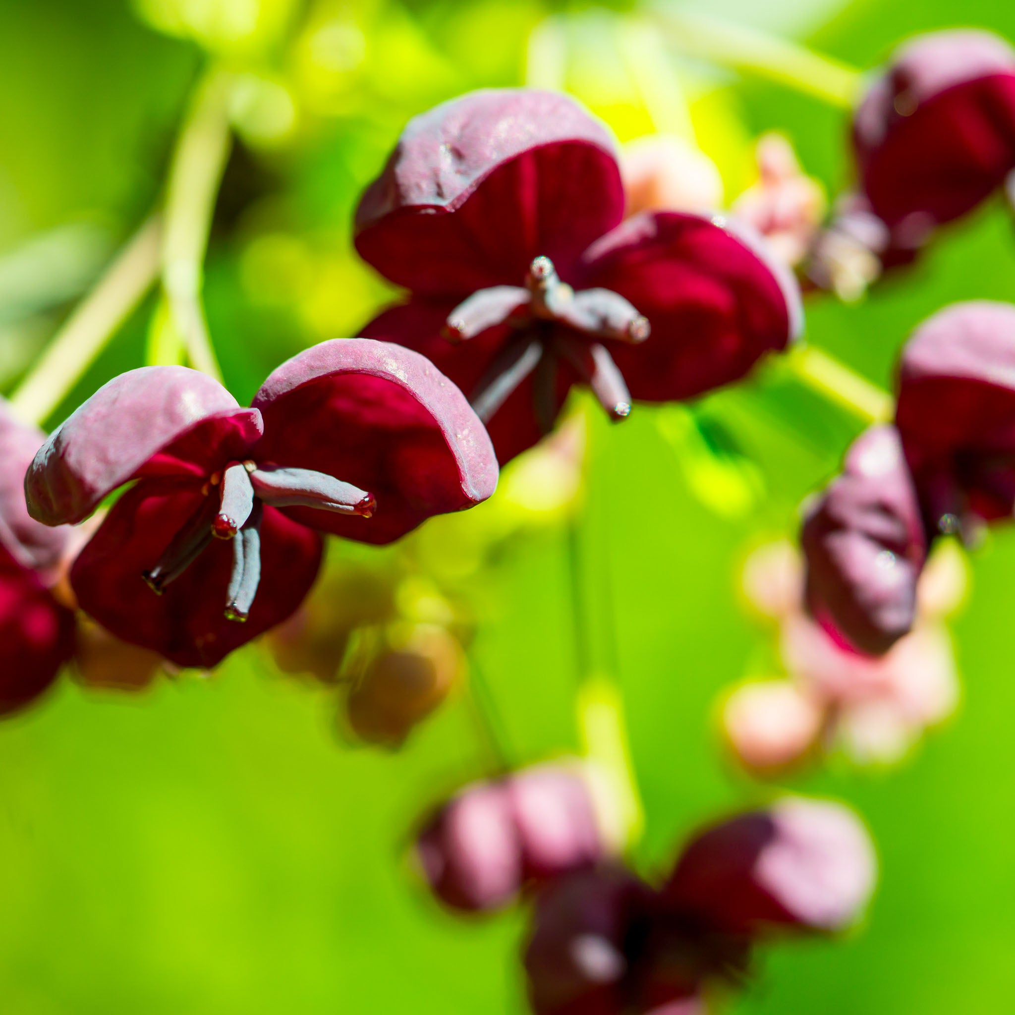 Schokoladenwein 'Wildform'