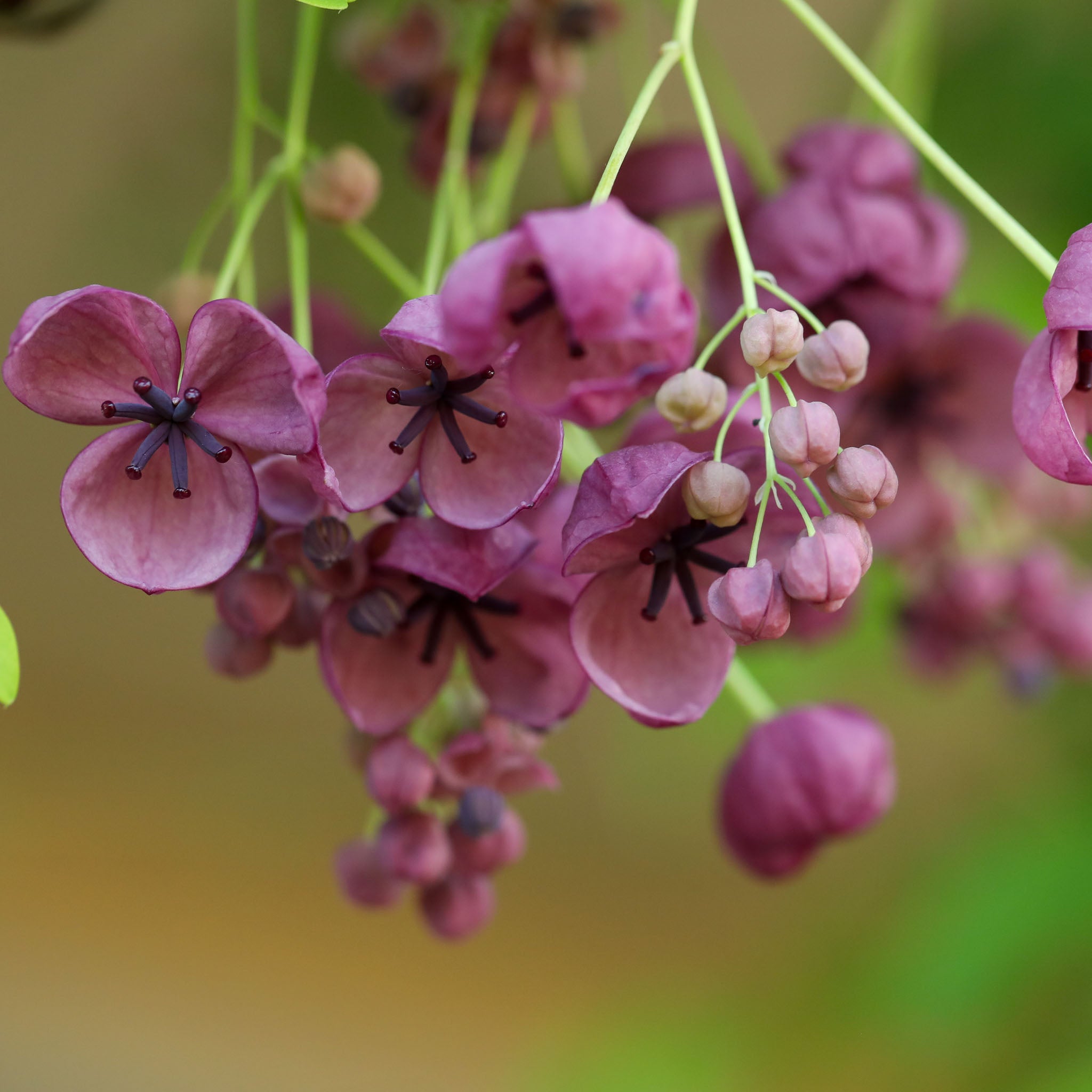 Schokoladenwein 'Wildform'
