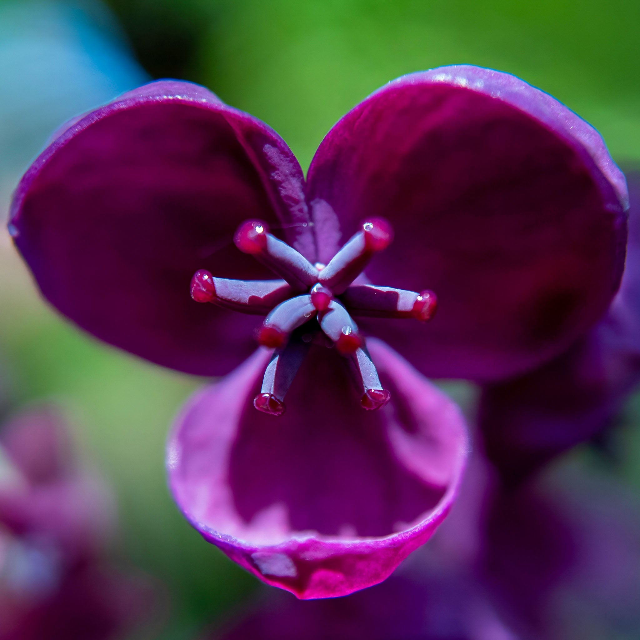 Schokoladenwein 'Wildform'
