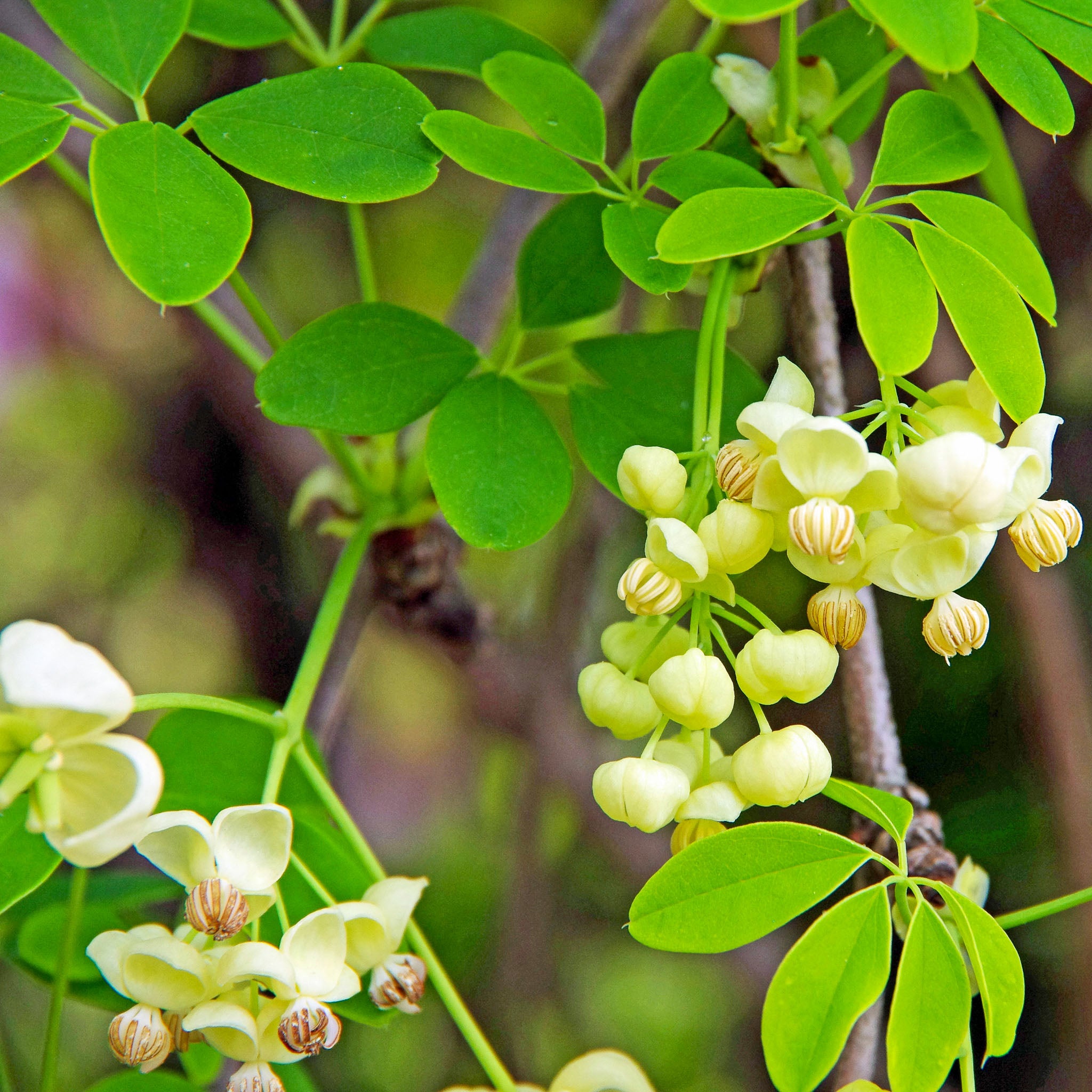 Schokoladenwein 'Alba'