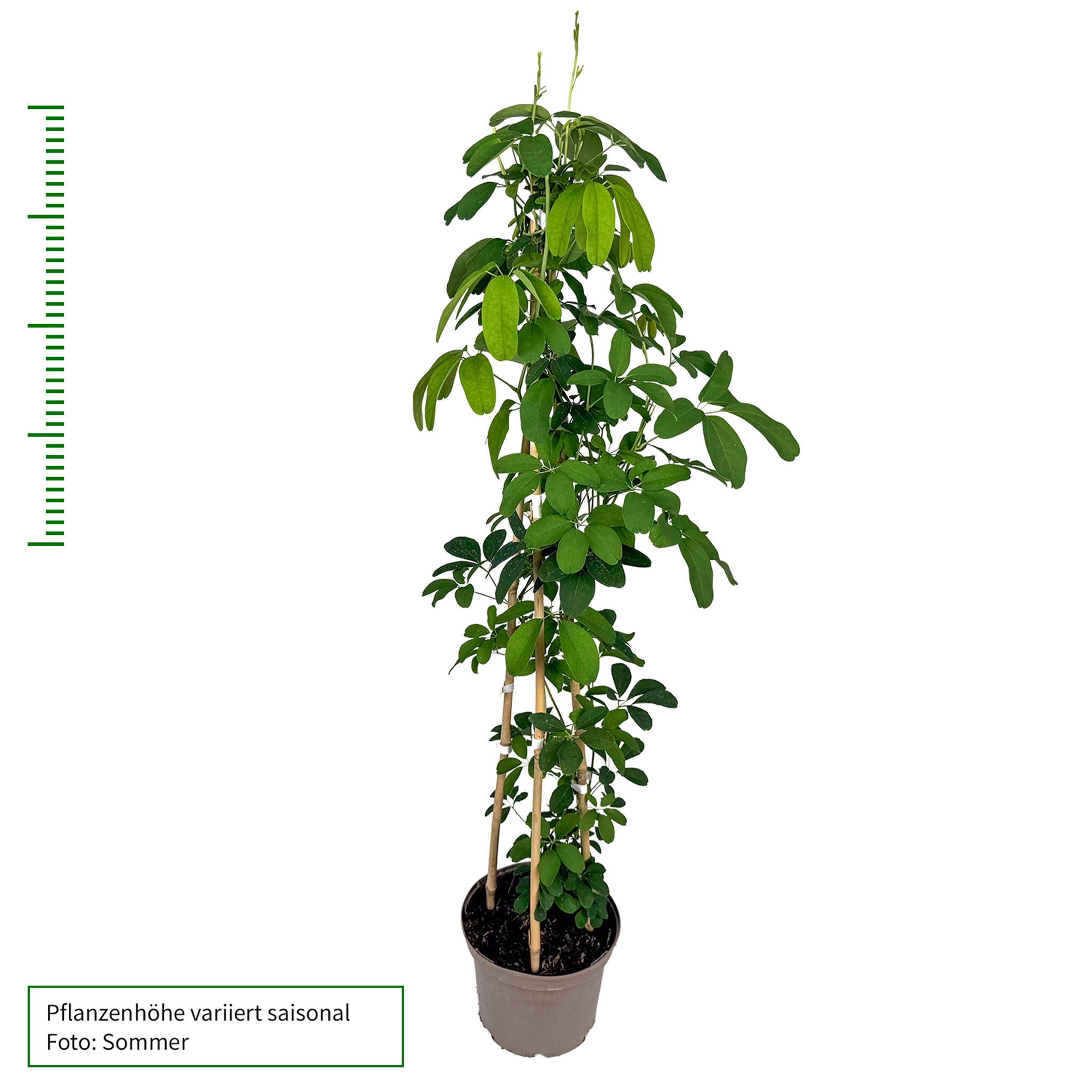 Schokoladenwein 'Wildform'
