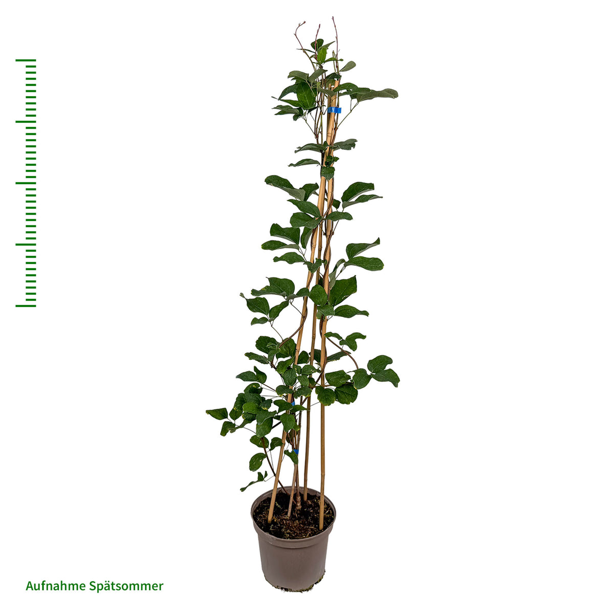 Dreiblättrige Akebie 'Wildform'