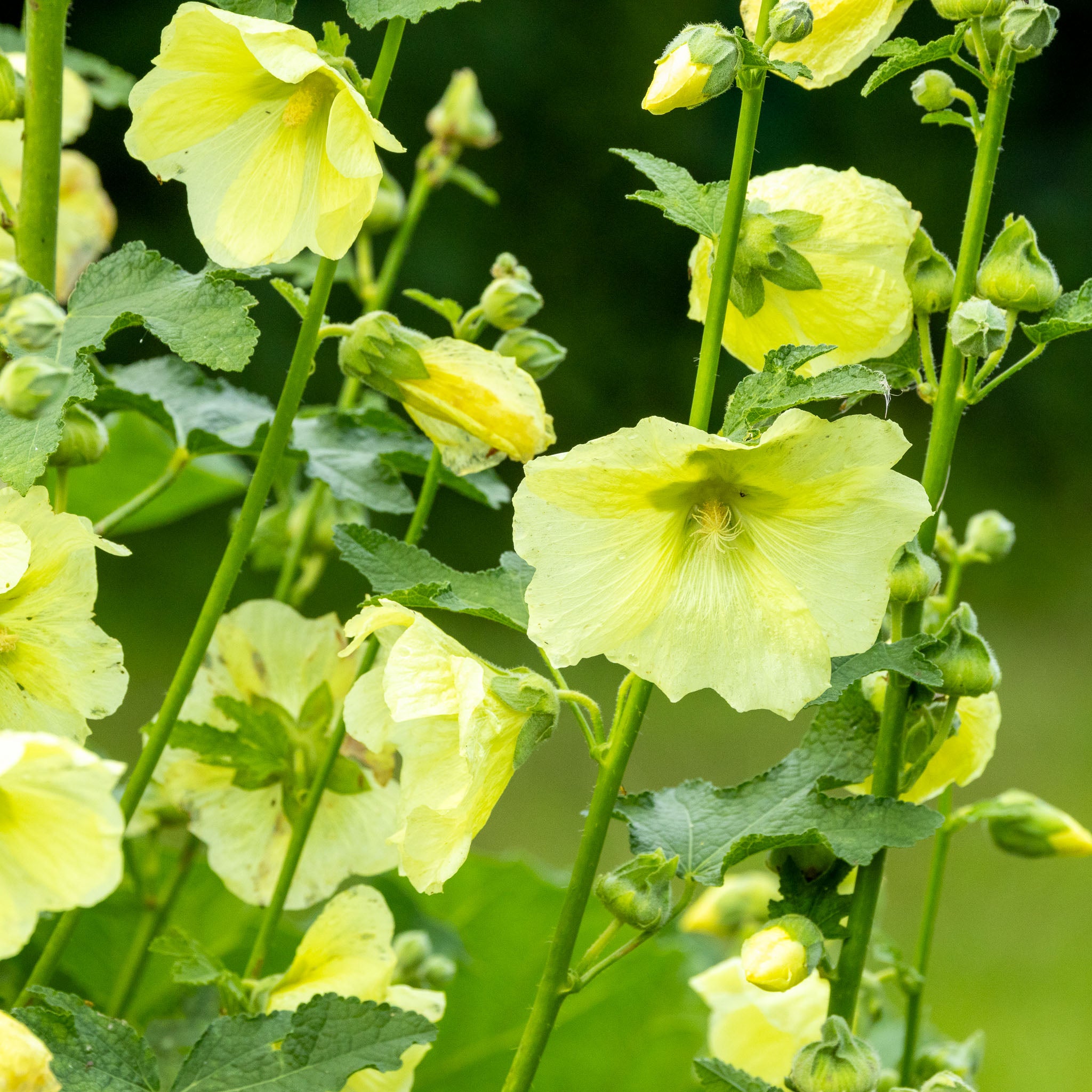 Stockrose 'Gelb'