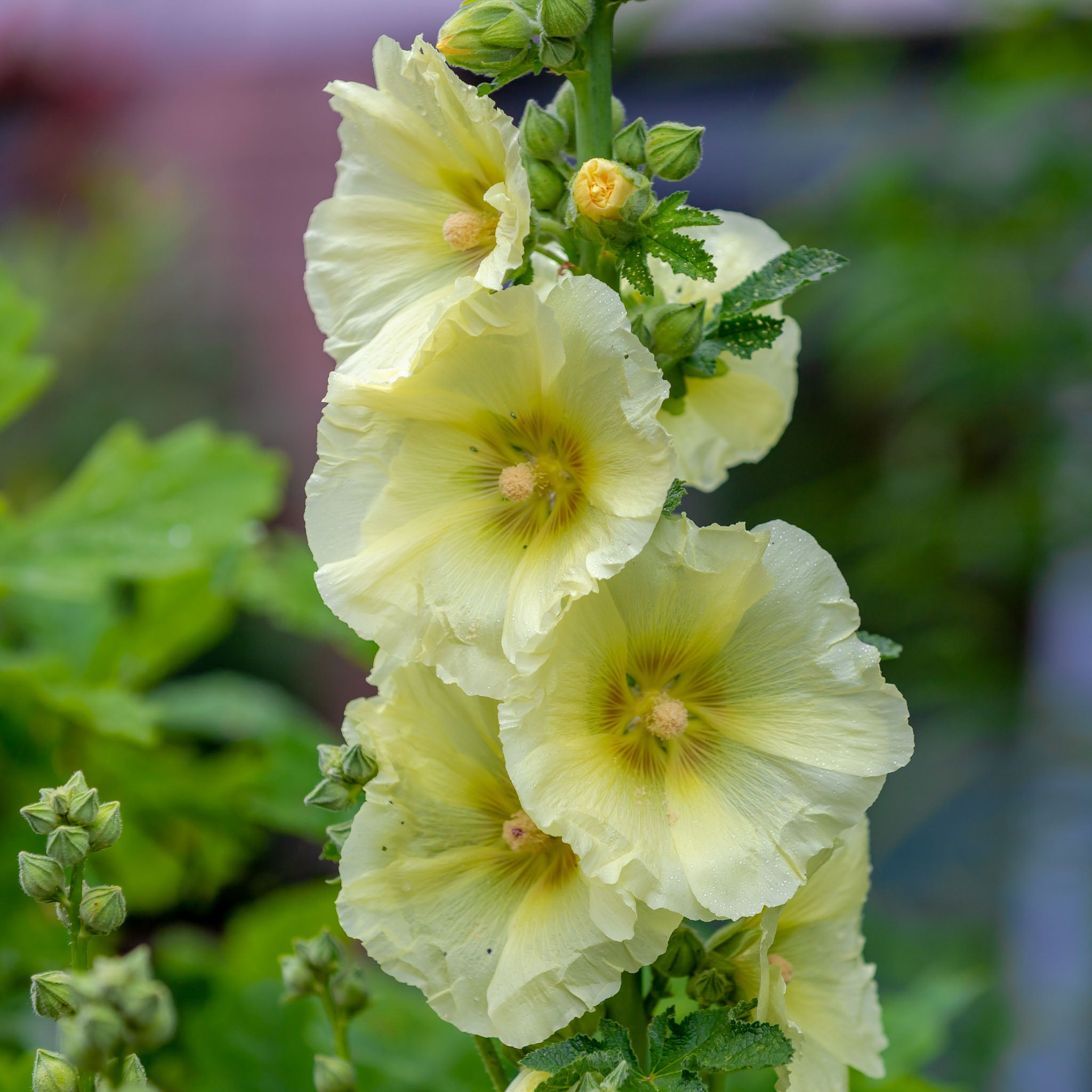 Stockrose 'Gelb'