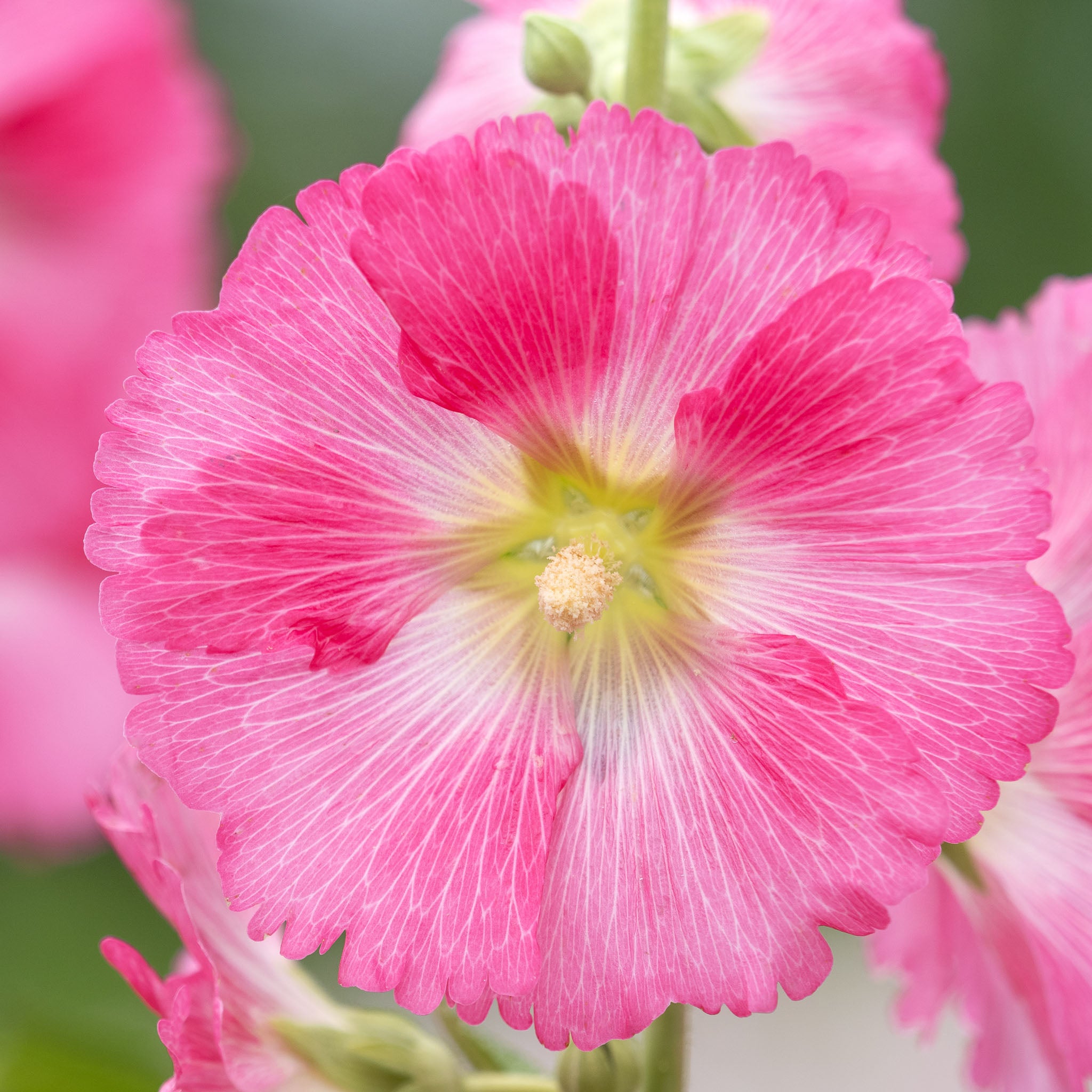 Stockrose 'Rosa'