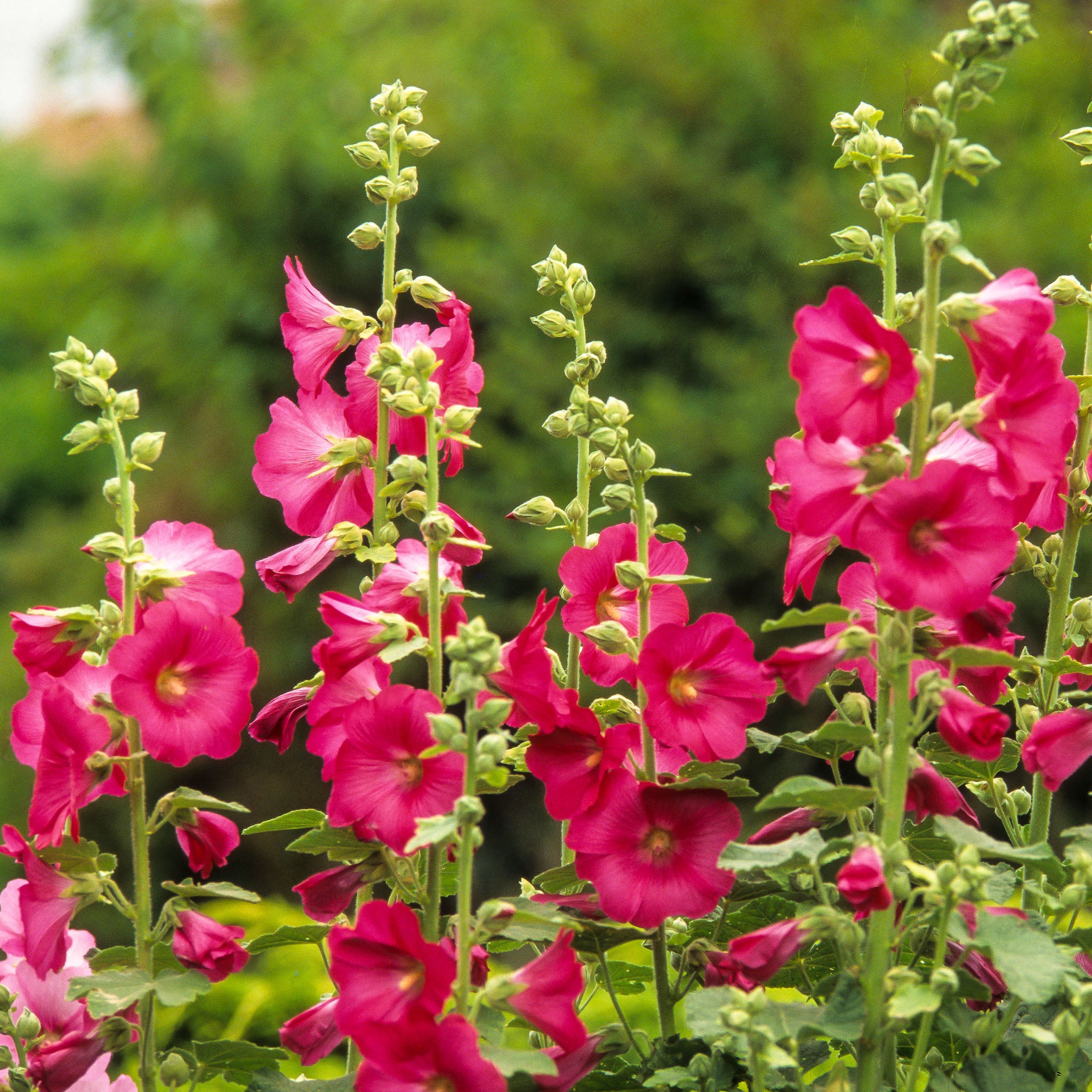 Stockrose 'Rosa'