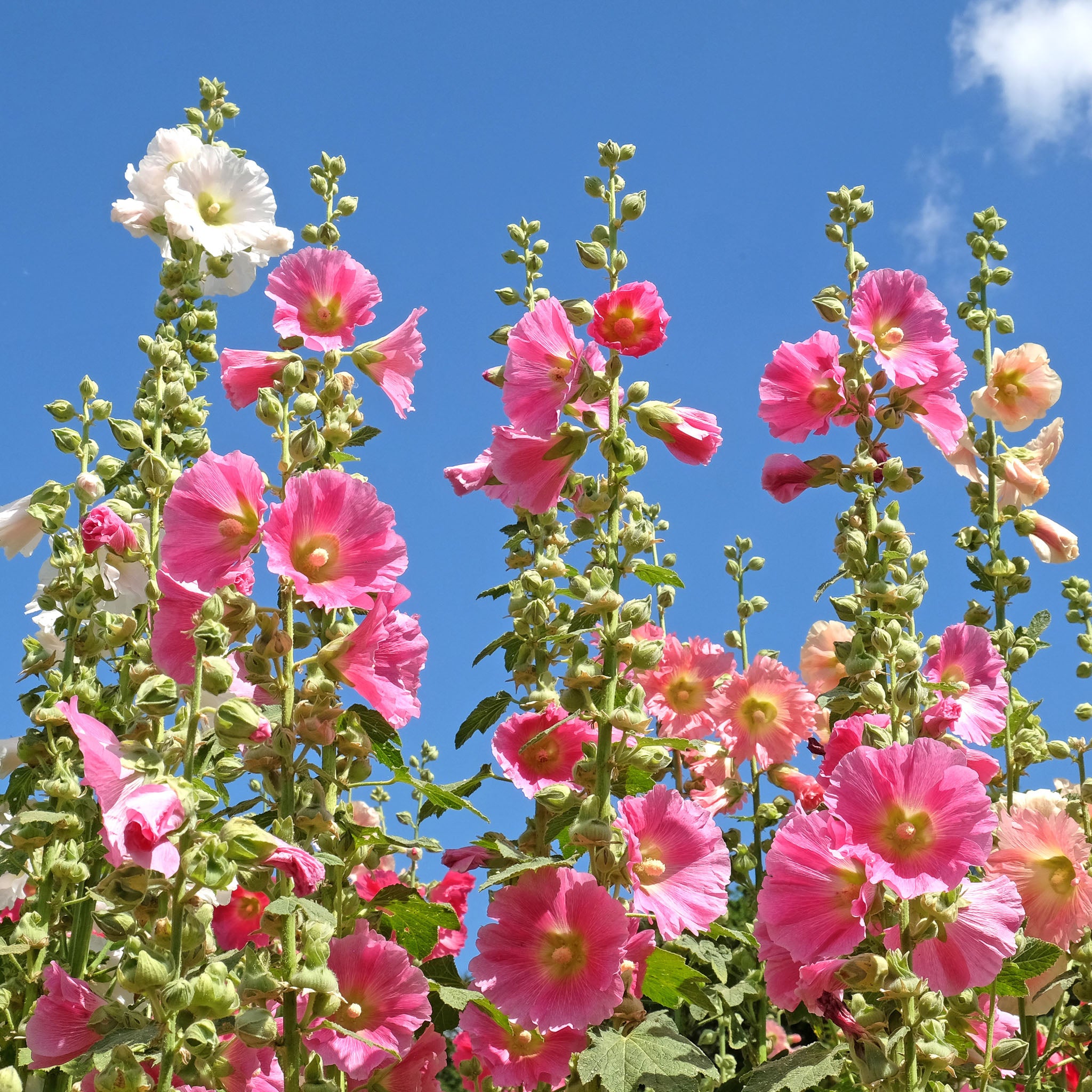 Stockrose 'Rosa'
