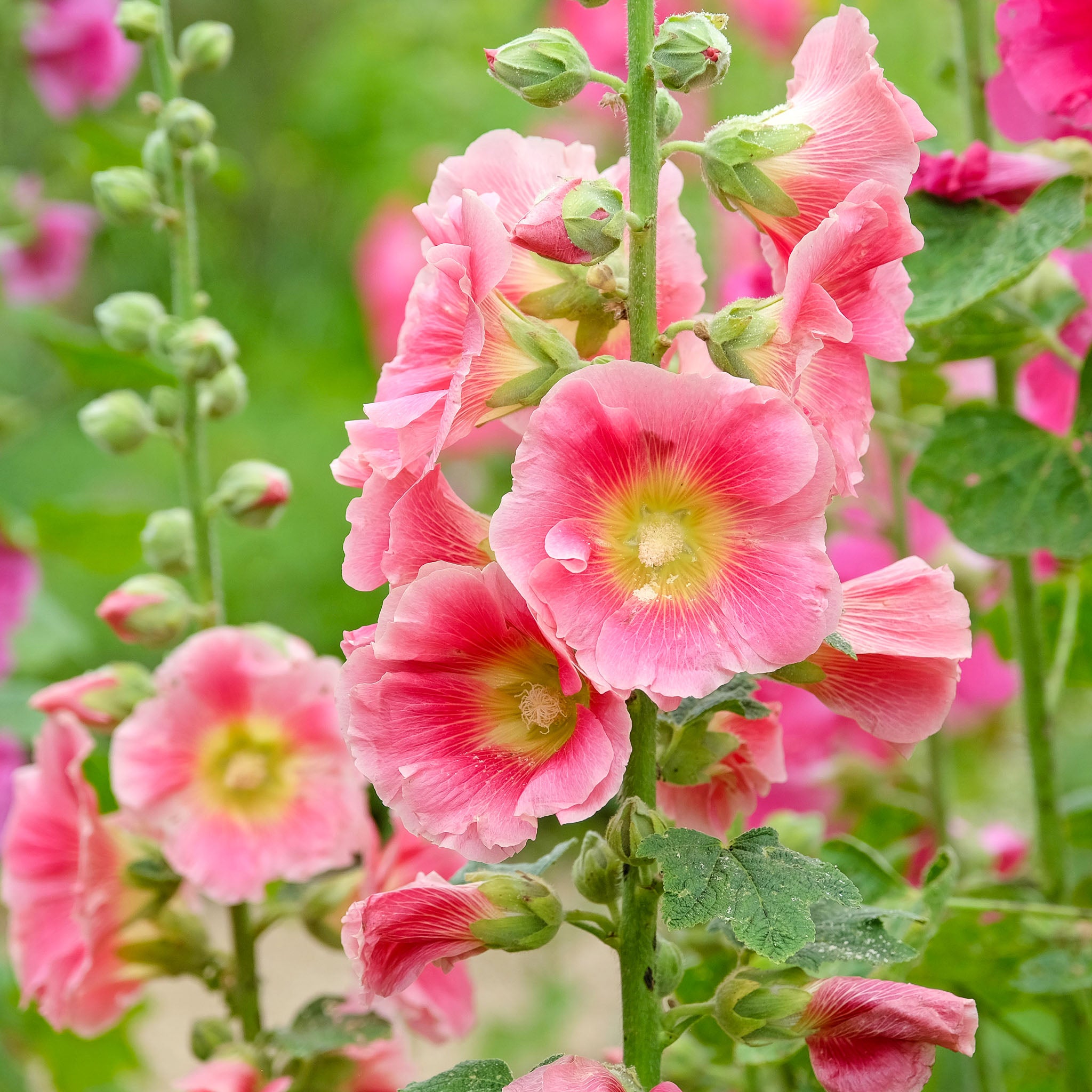 Stockrose 'Rosa'
