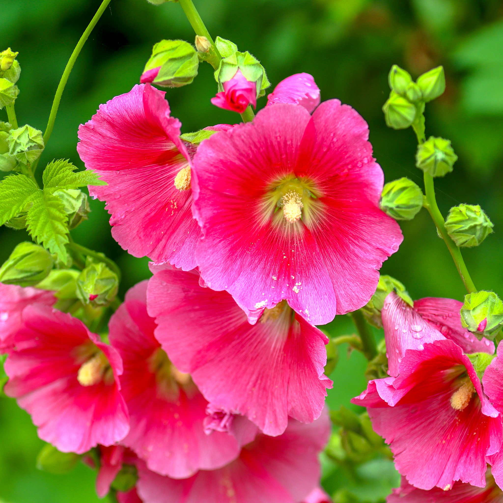 Stockrose 'Rosa'