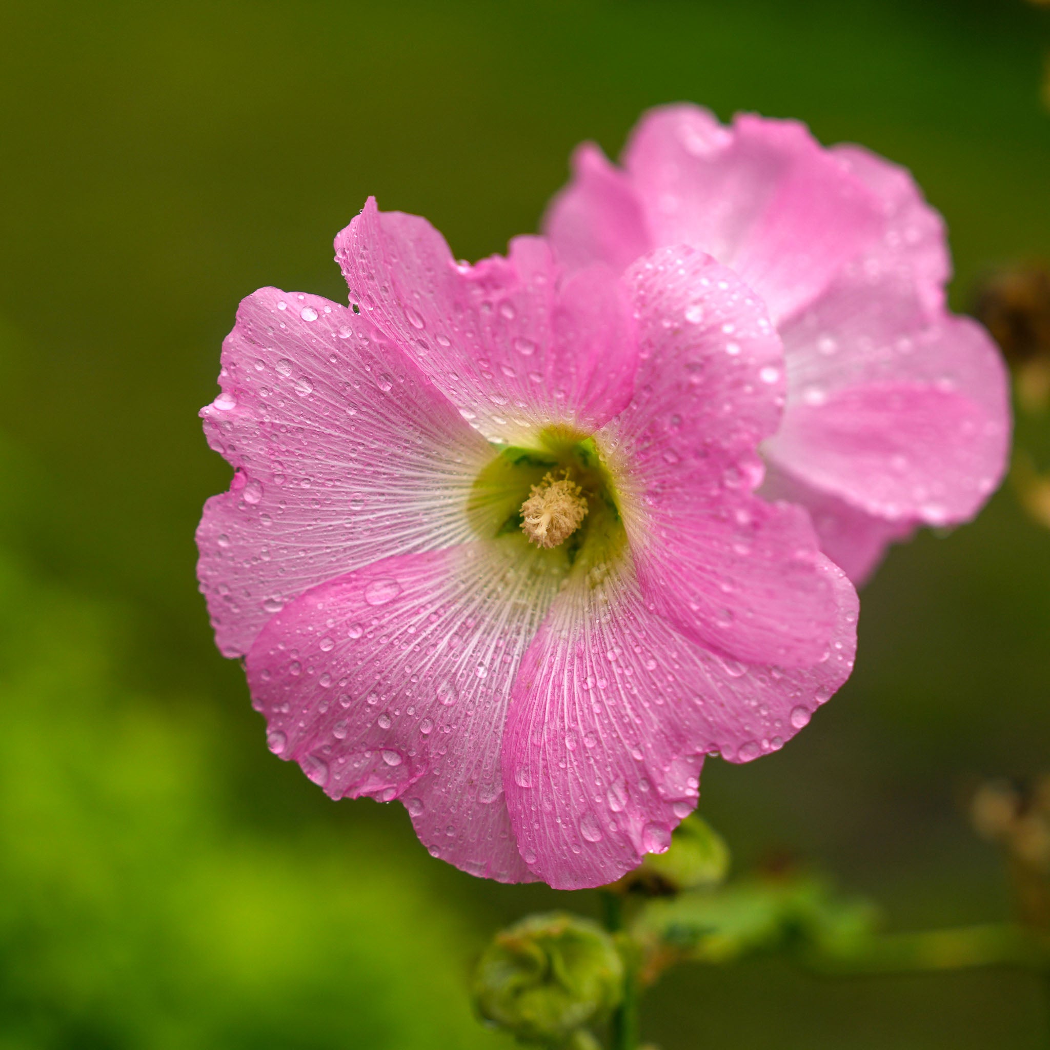 Stockrose 'Rosa'