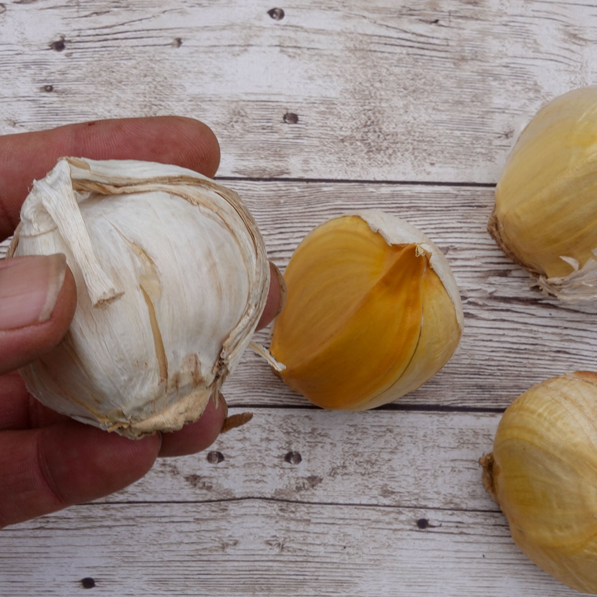 Elefantenknoblauch