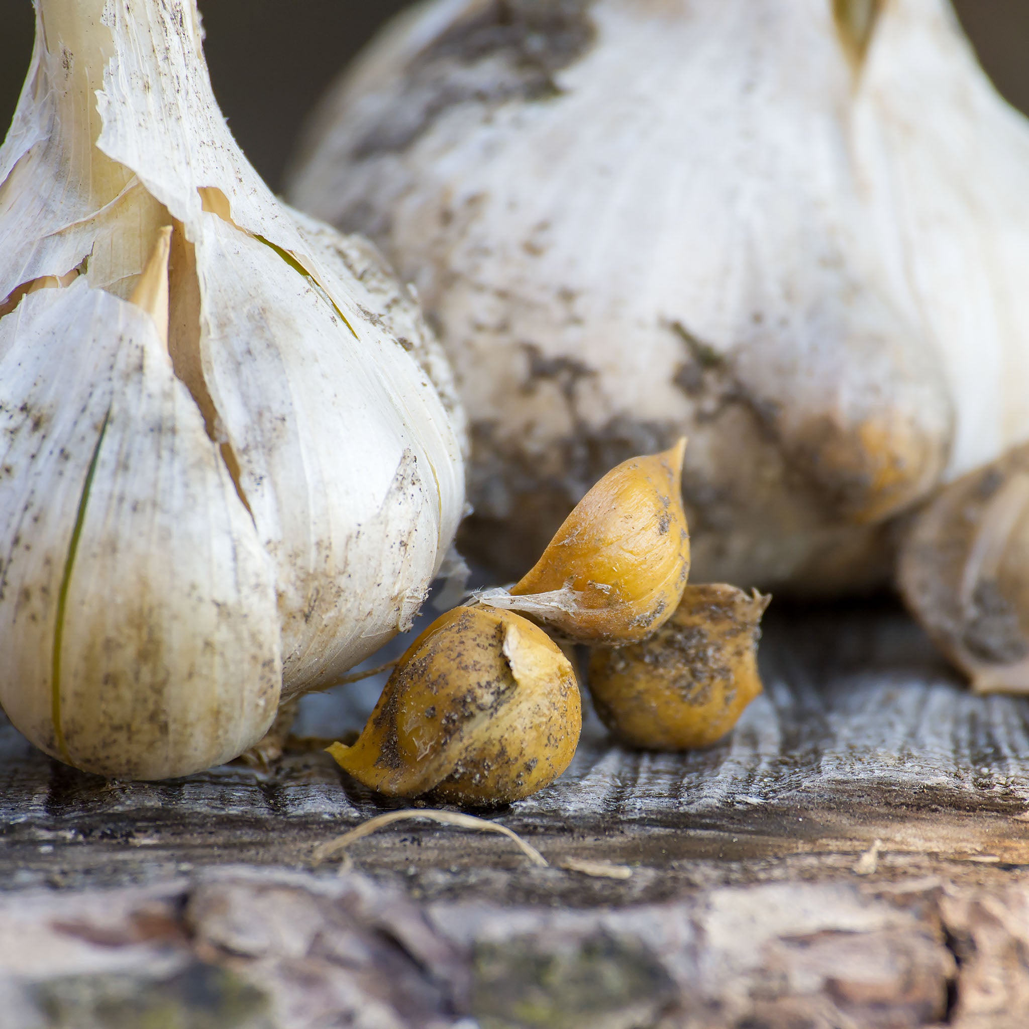 Elefantenknoblauch