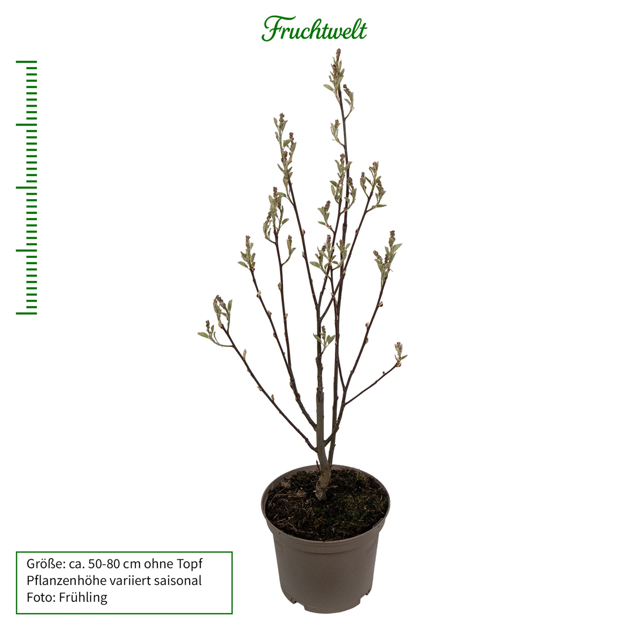 Felsenbirne 'Northline'