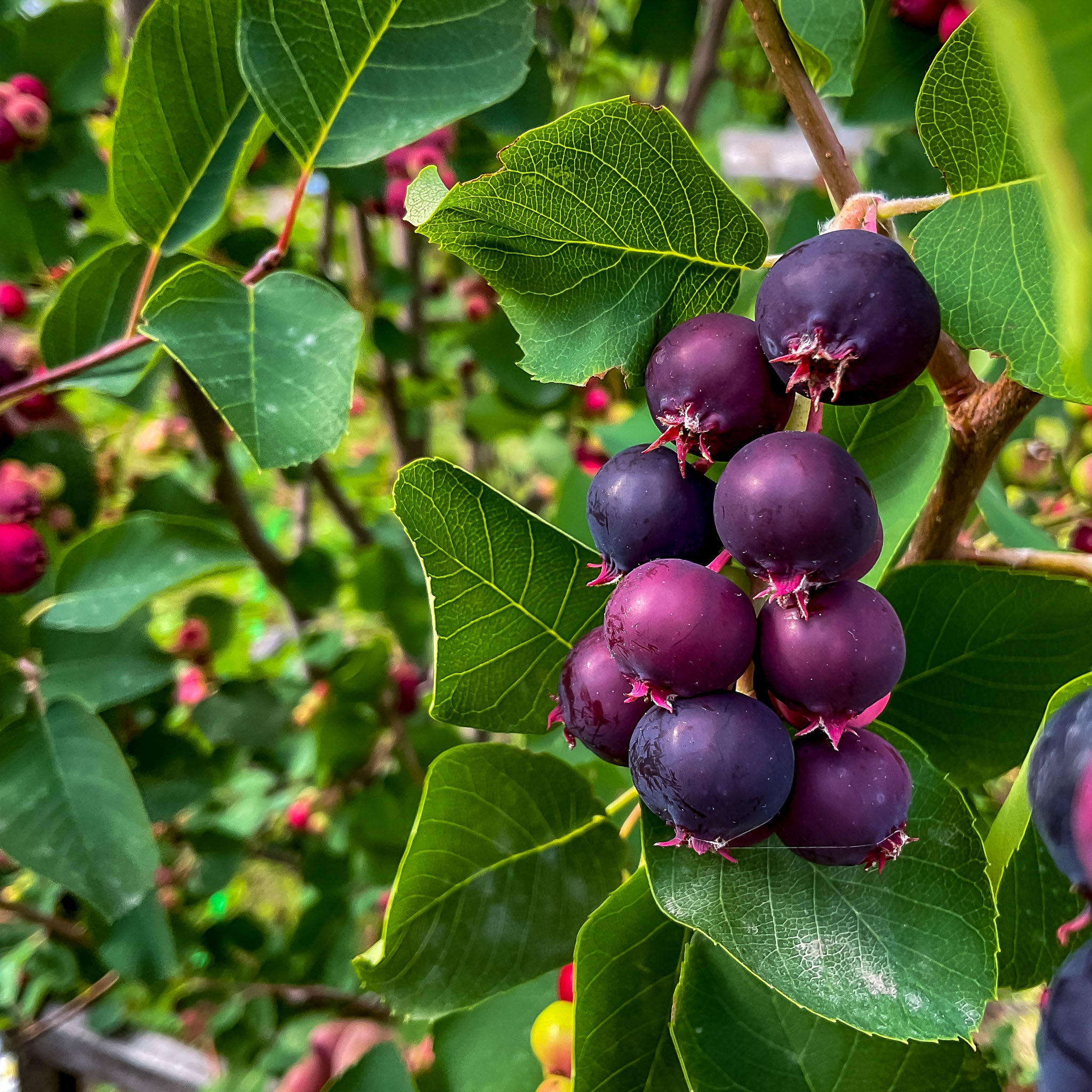 Felsenbirne 'Honeywood'