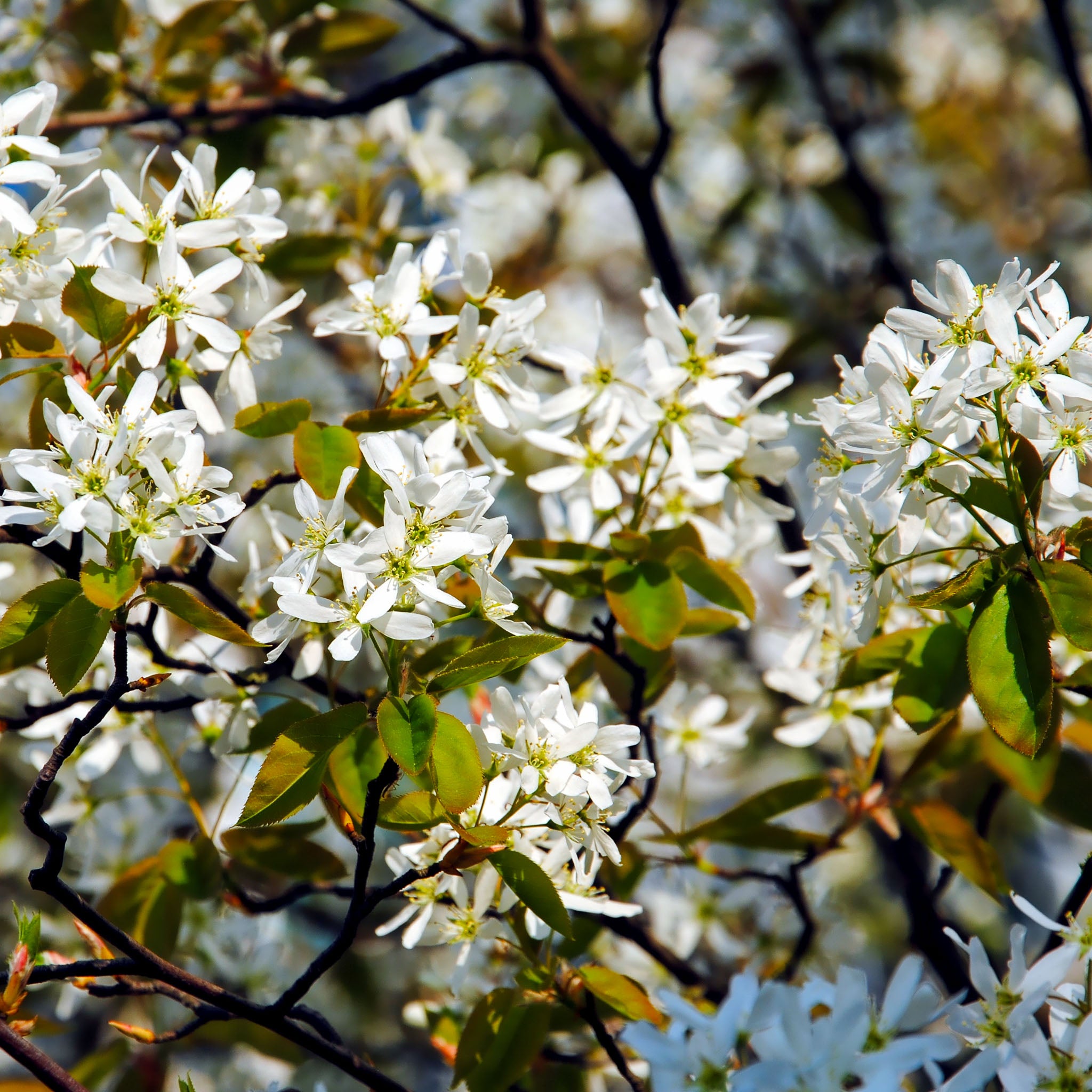 Felsenbirne 'Ballerina'