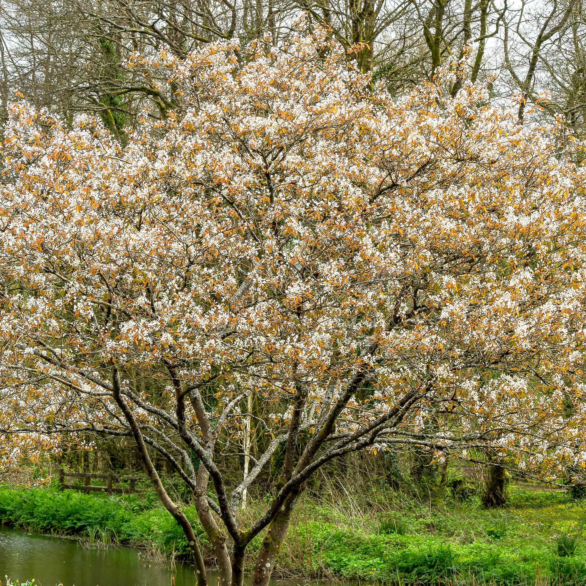 Echte Felsenbirne 'Wildform'