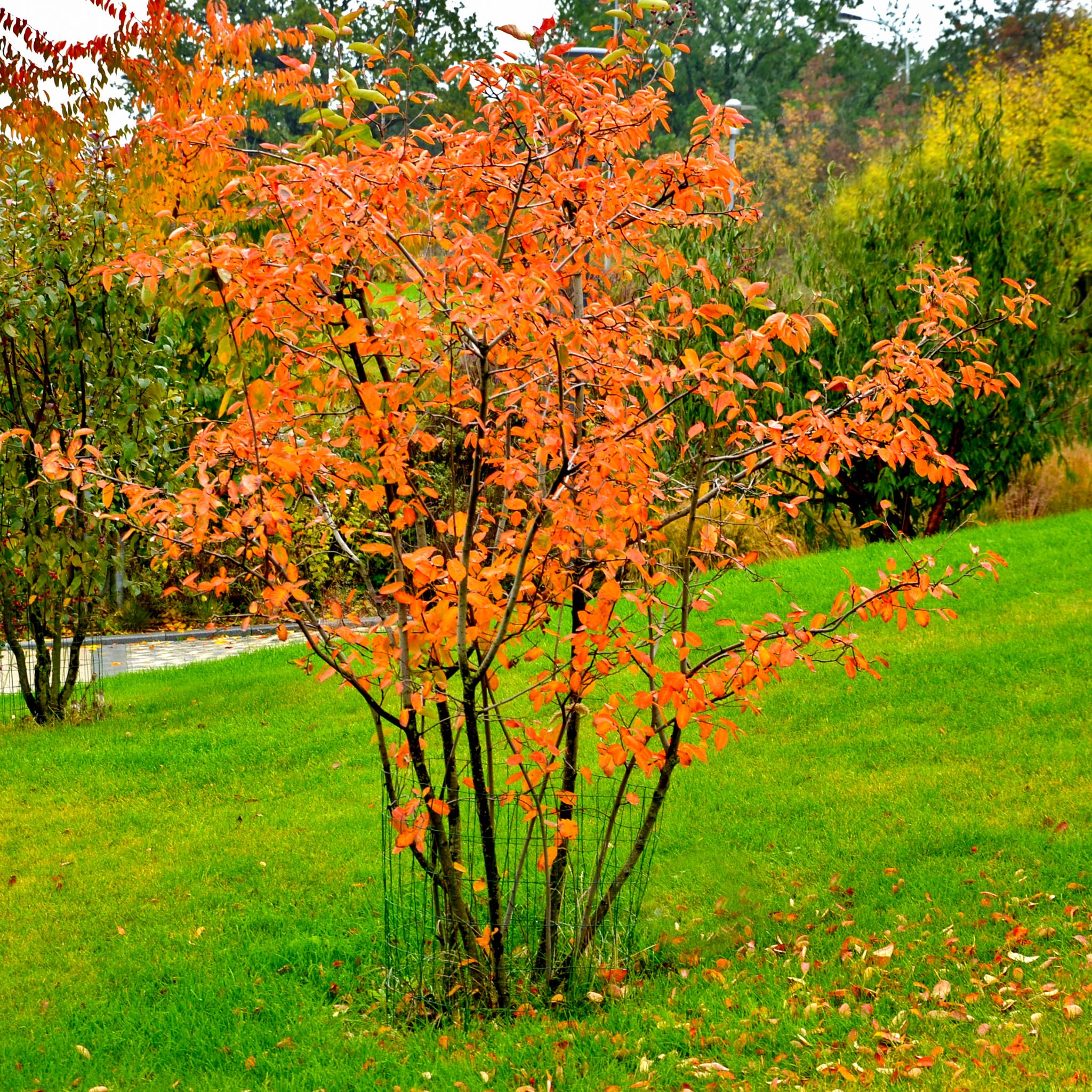 Echte Felsenbirne 'Wildform'