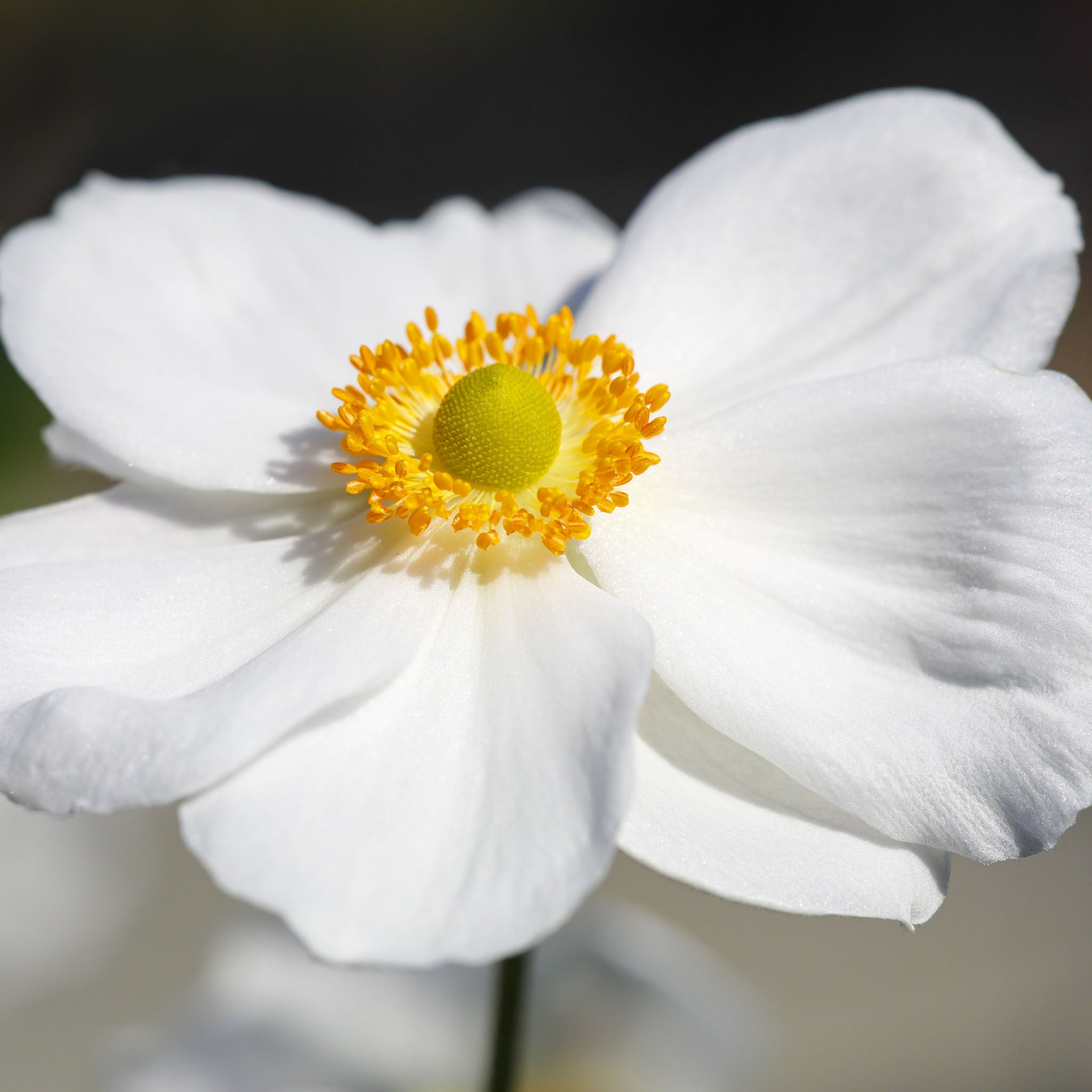Herbst-Anemone 'Honorine Jobert'