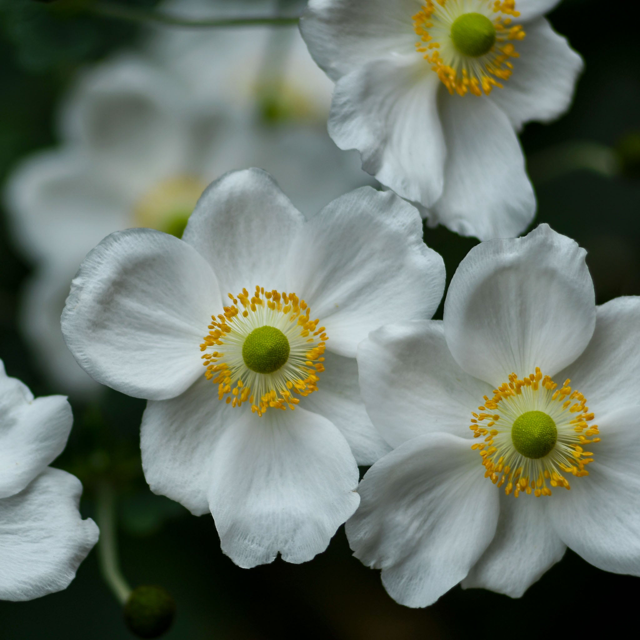 Herbst-Anemone 'Honorine Jobert'