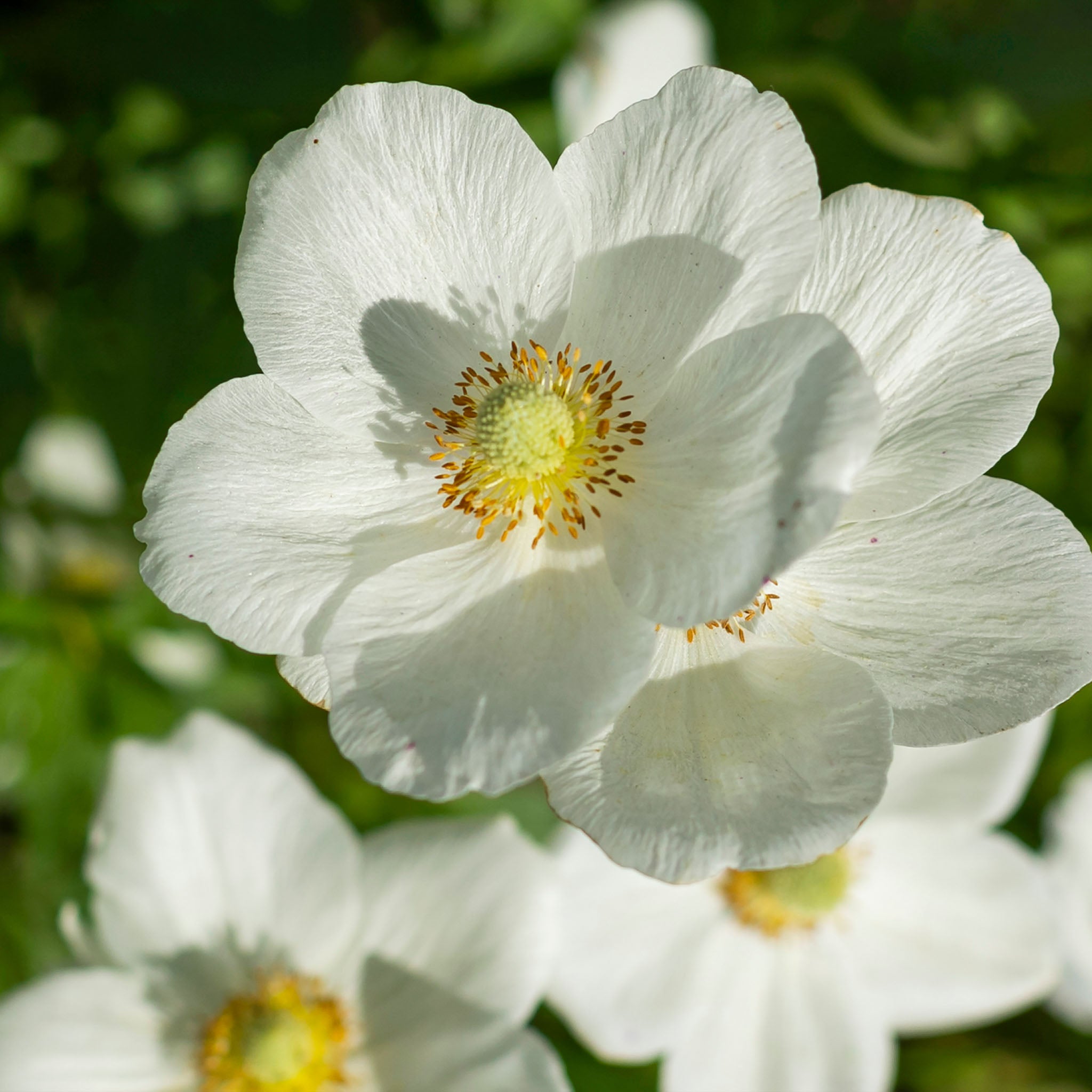 Herbst-Anemone 'Honorine Jobert'