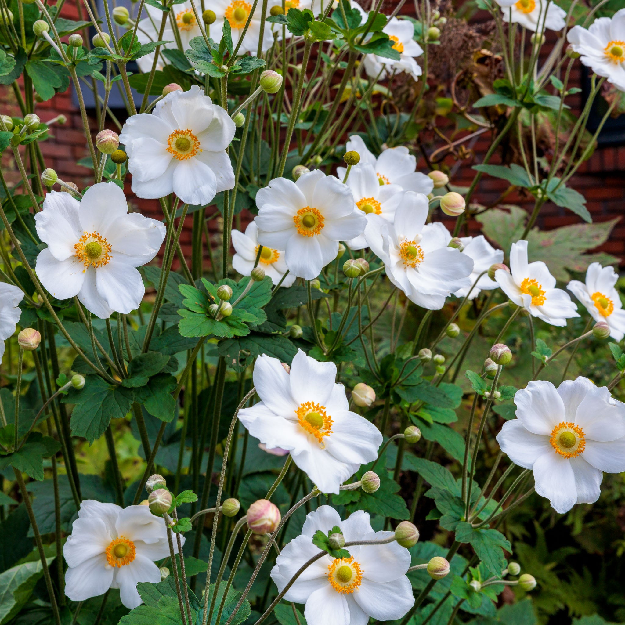 Herbst-Anemone 'Honorine Jobert'