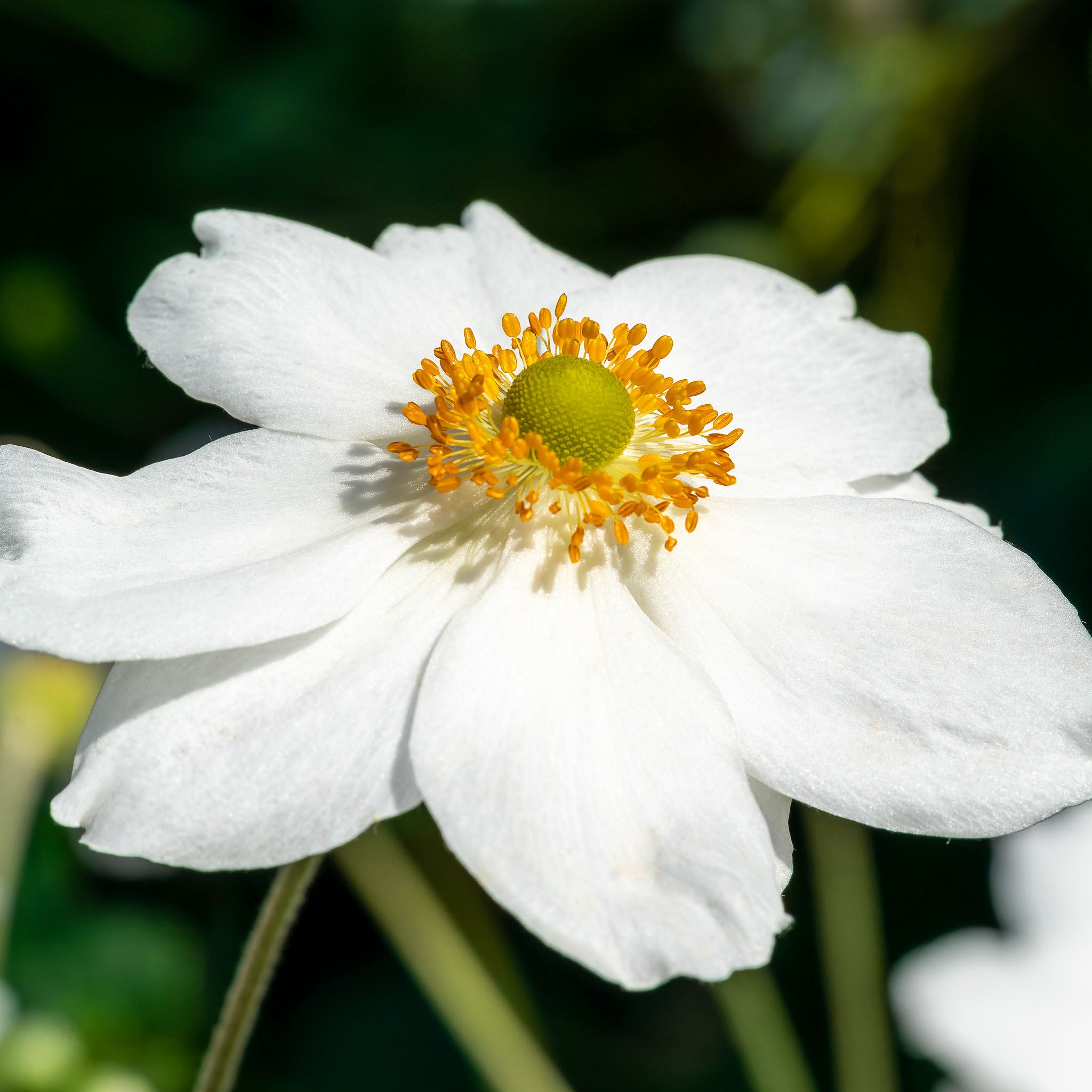Herbst-Anemone 'Honorine Jobert'
