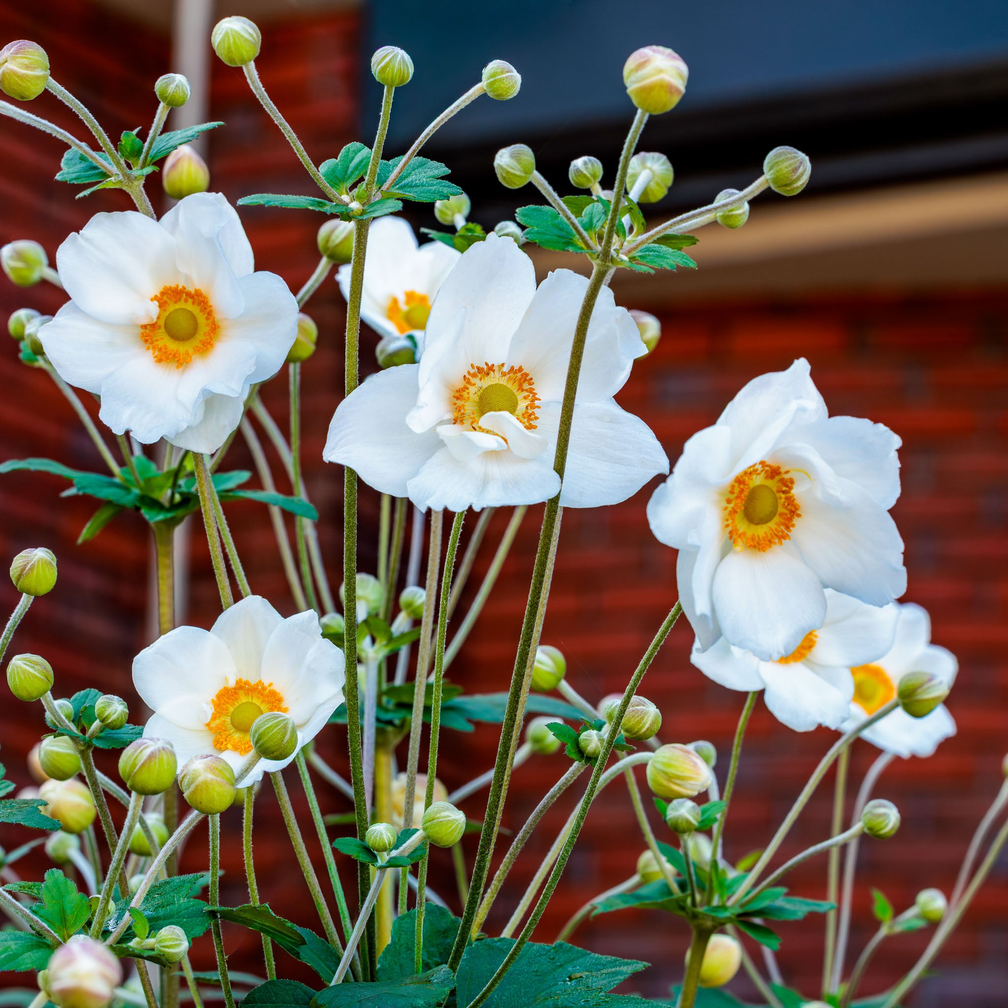 Herbst-Anemone 'Honorine Jobert'