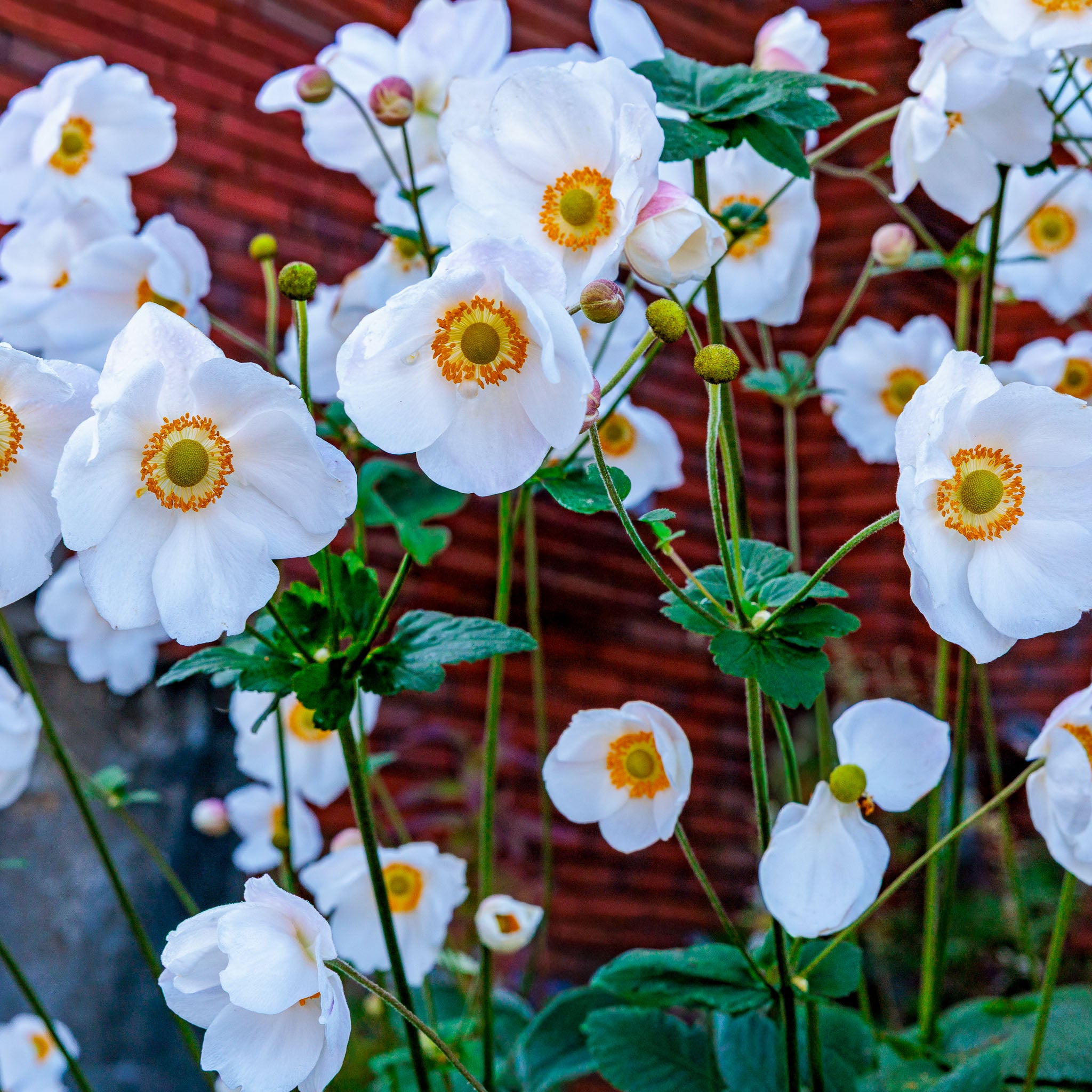 Herbst-Anemone 'Honorine Jobert'