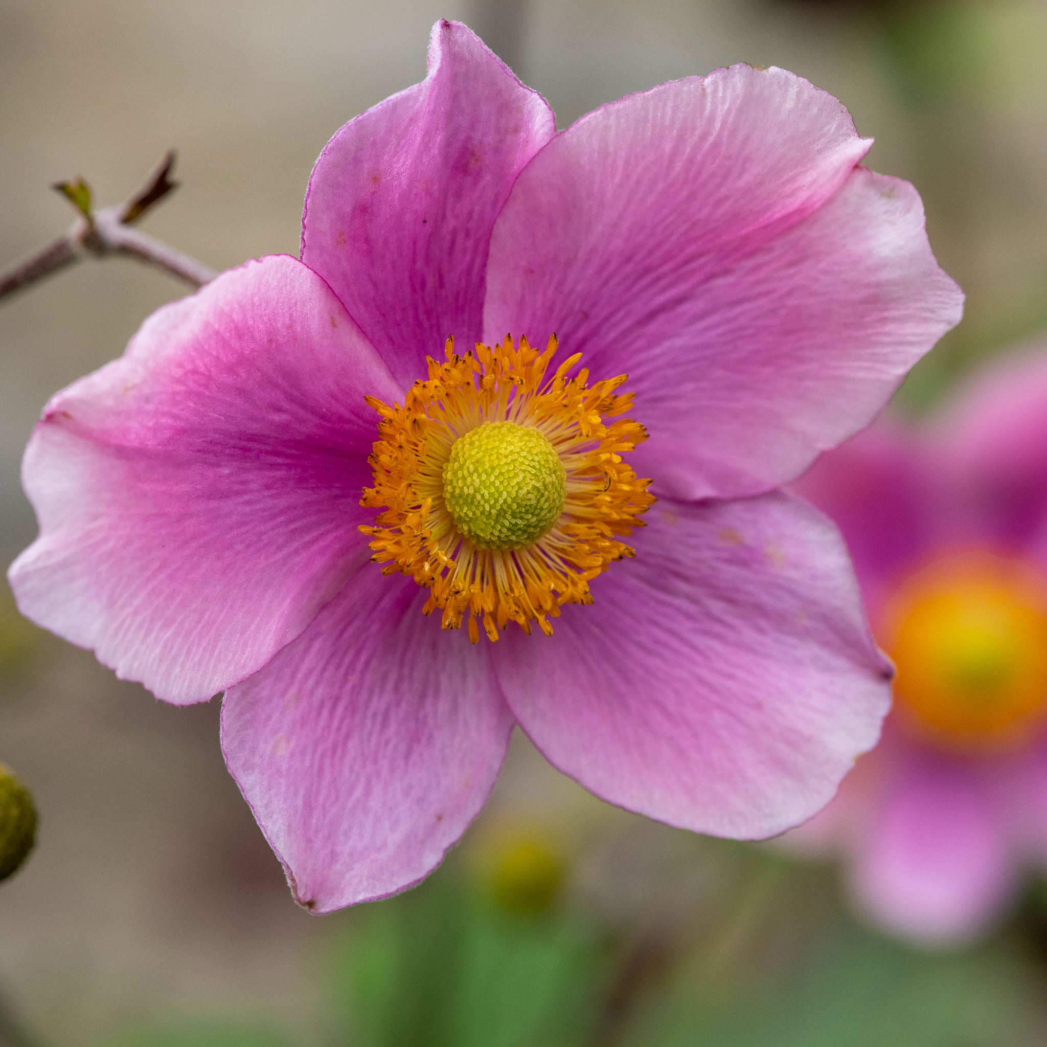 Herbst-Anemone 'Praecox'