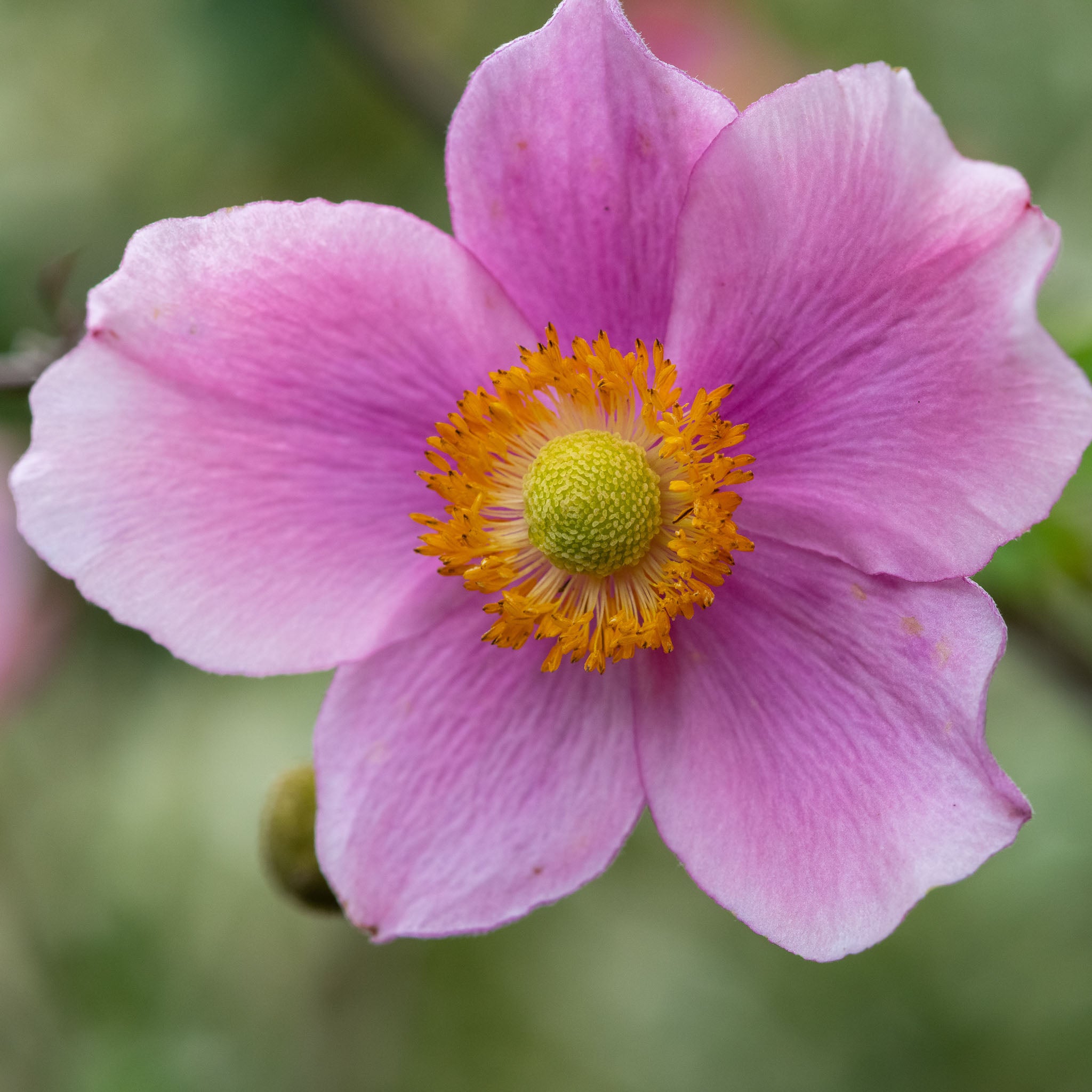 Herbst-Anemone 'Praecox'