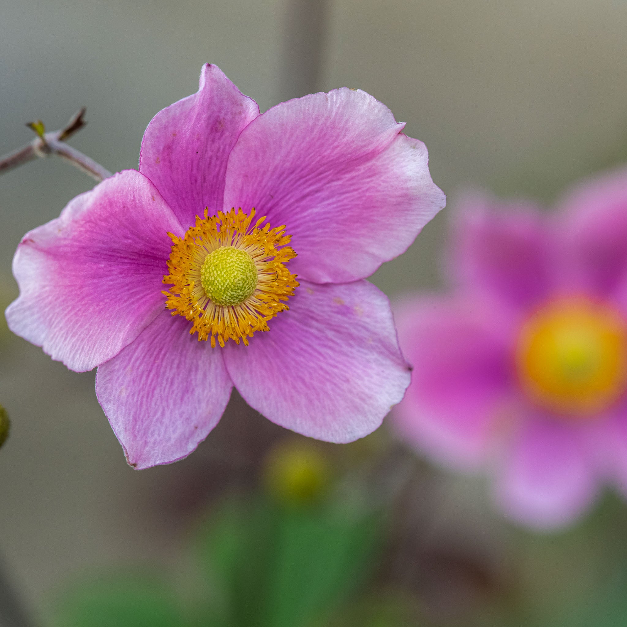 Herbst-Anemone 'Praecox'