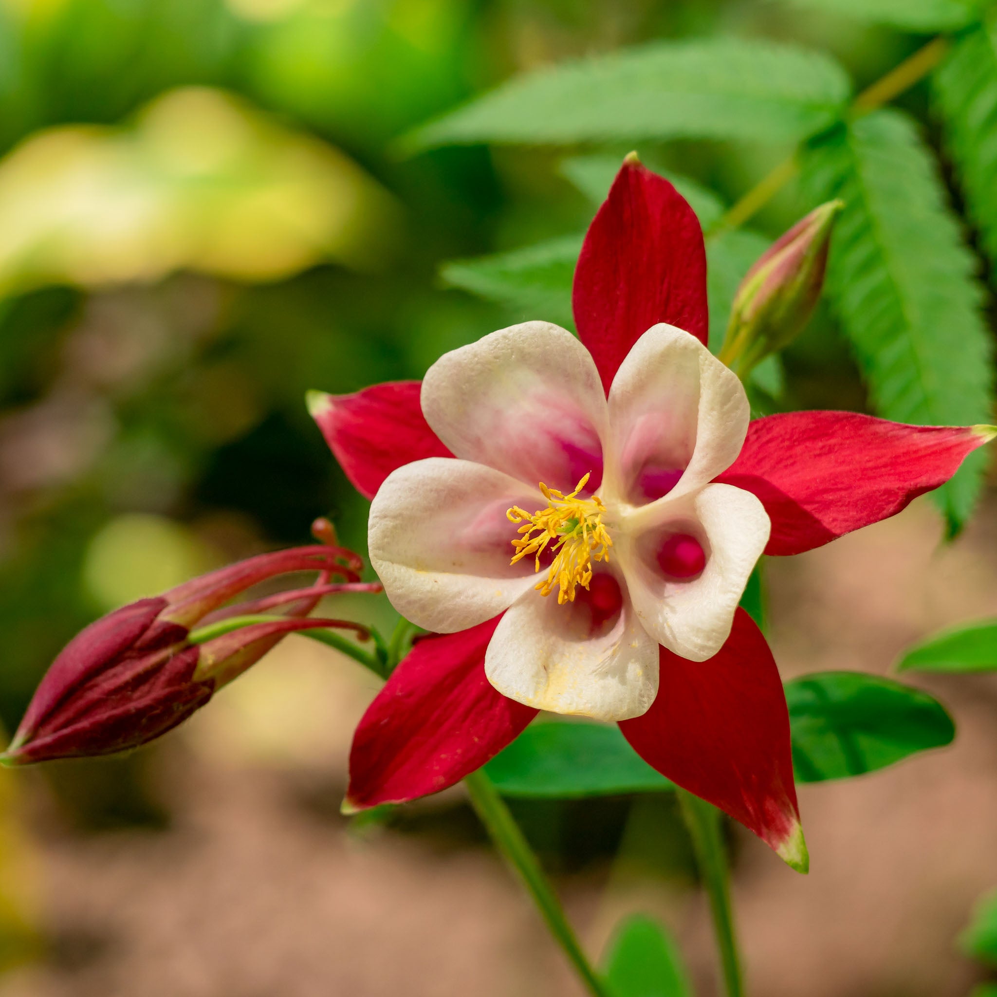 Akelei 'Crimson Star'