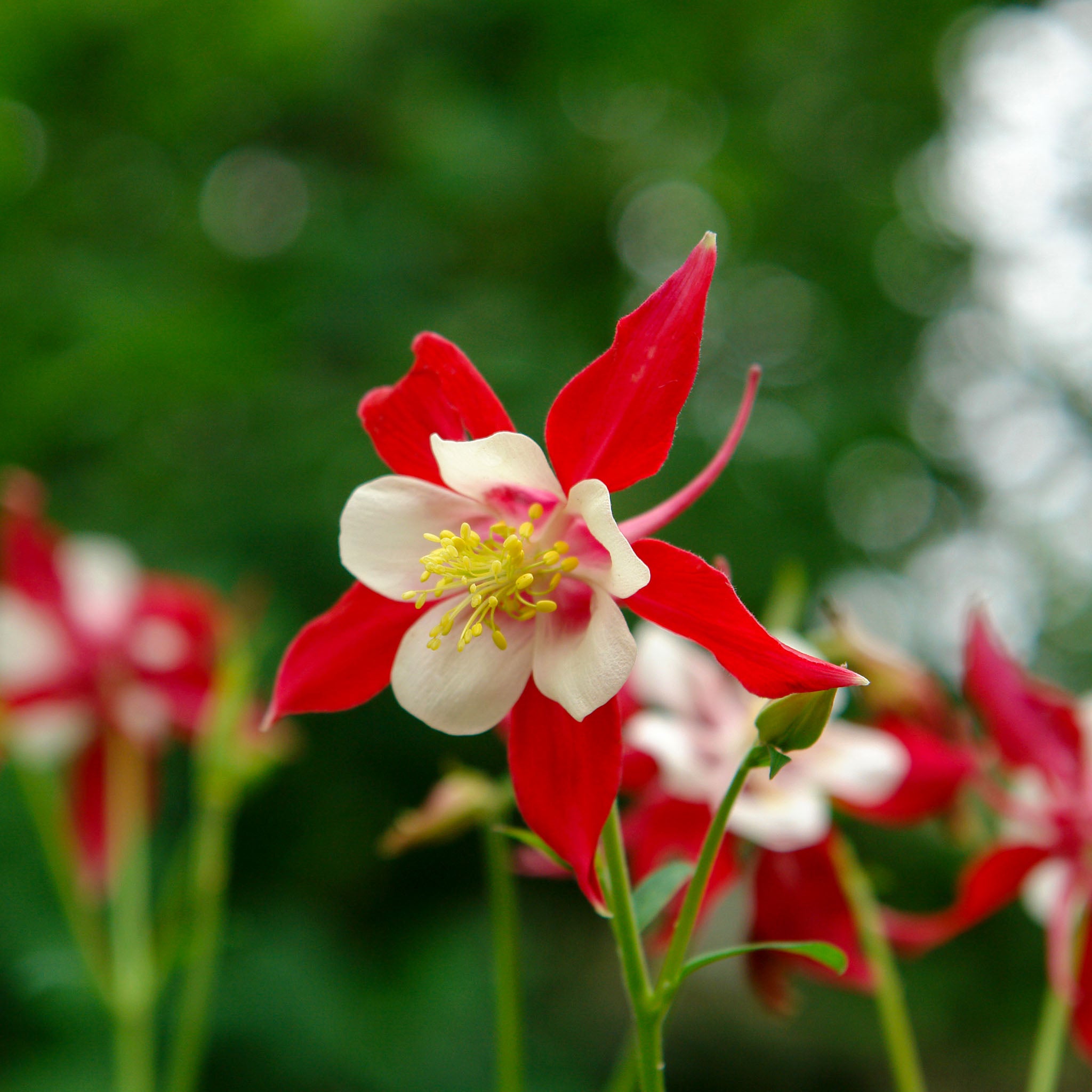 Akelei 'Crimson Star'