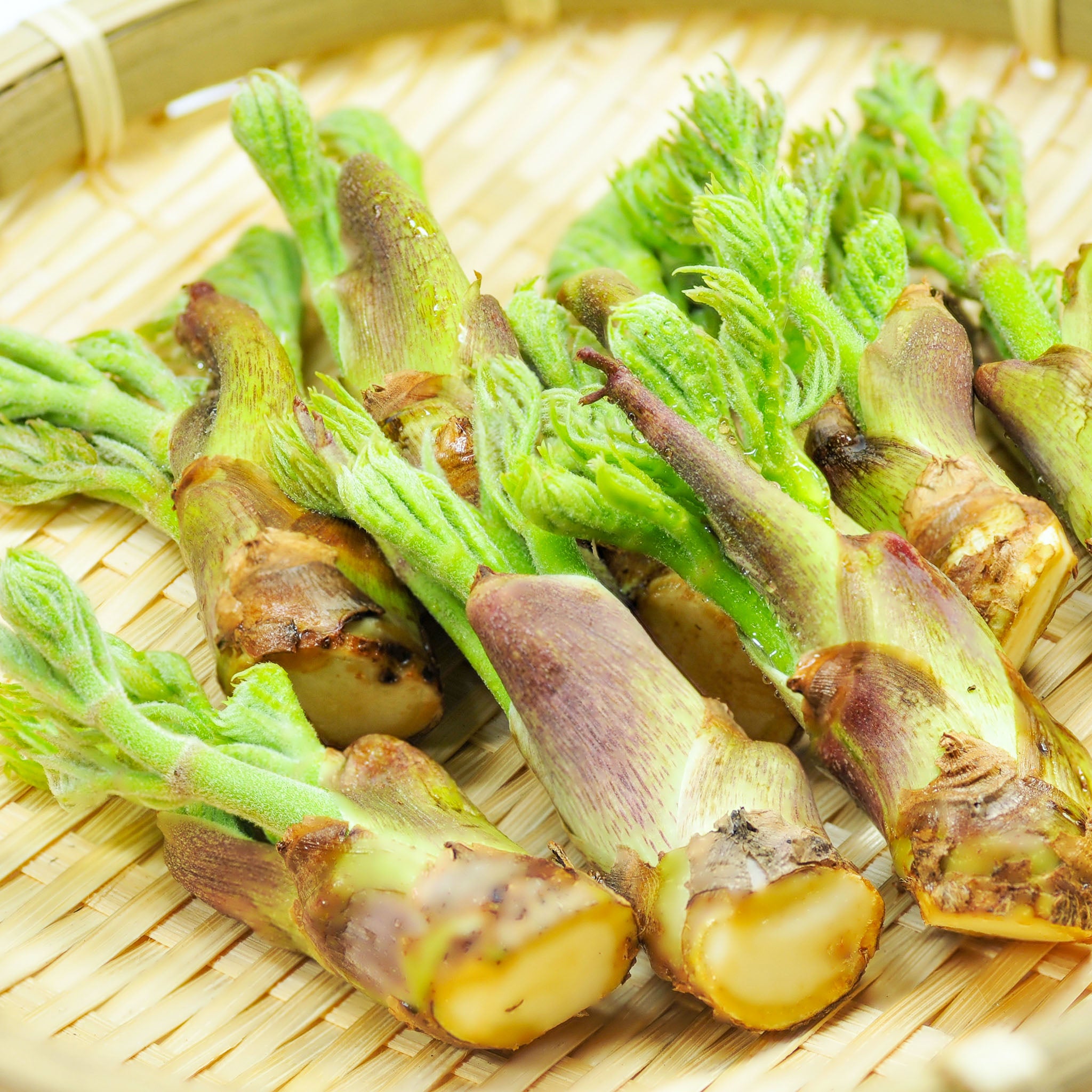Japanische Aralie
