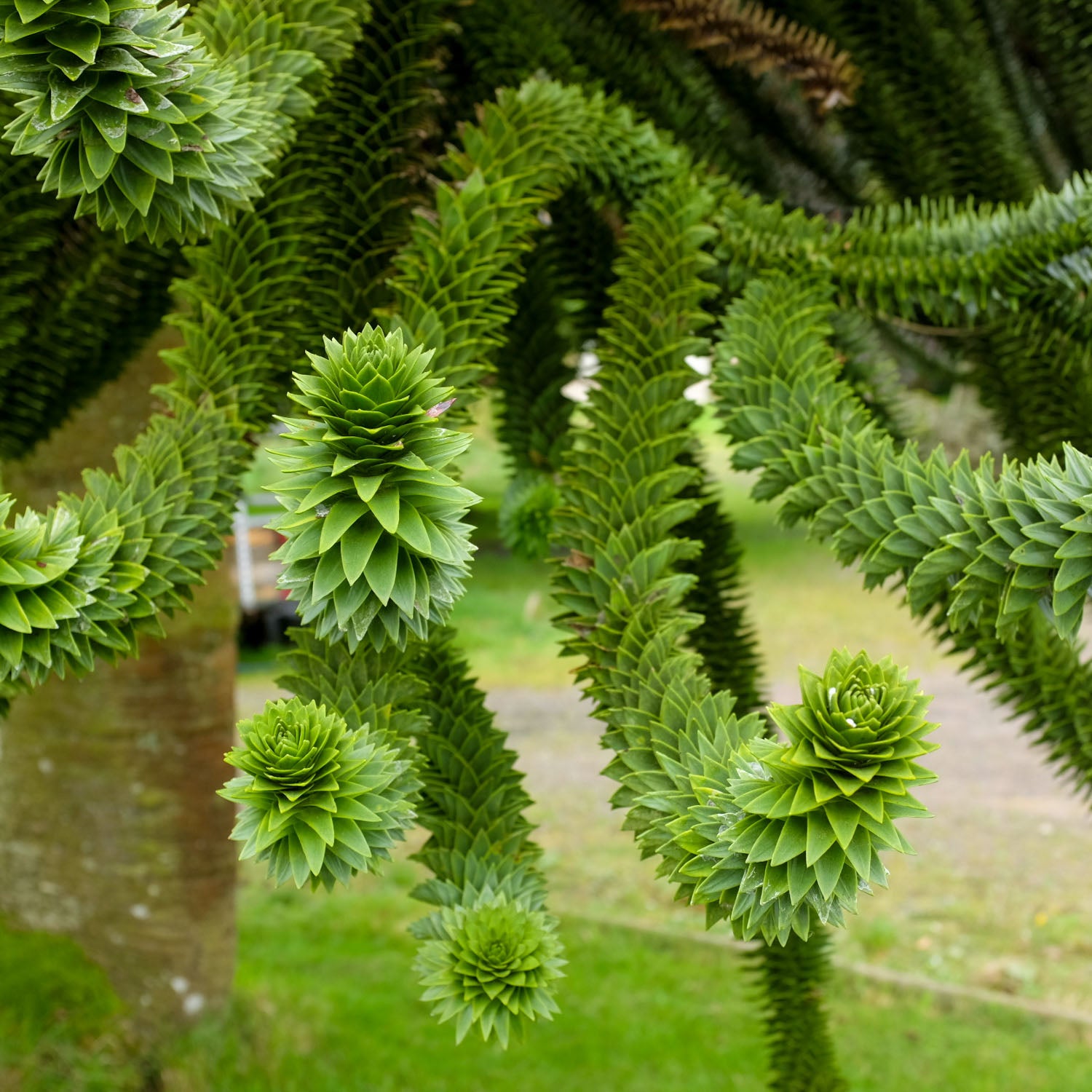 Araukarie