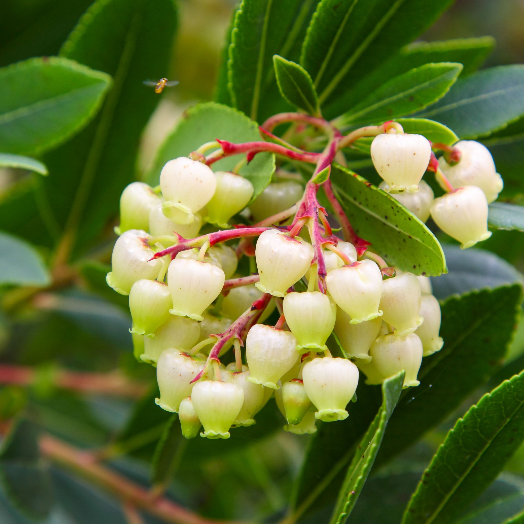 Erdbeerbaum 'Atlantic'